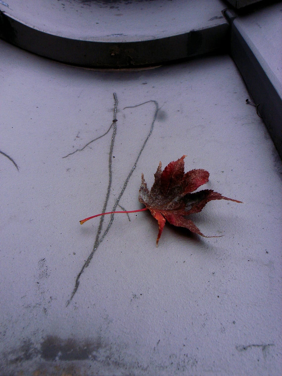 Close-up of drying maple leaf, red and maroon, atop a weathered silver-grey roof with silver scratches in it.