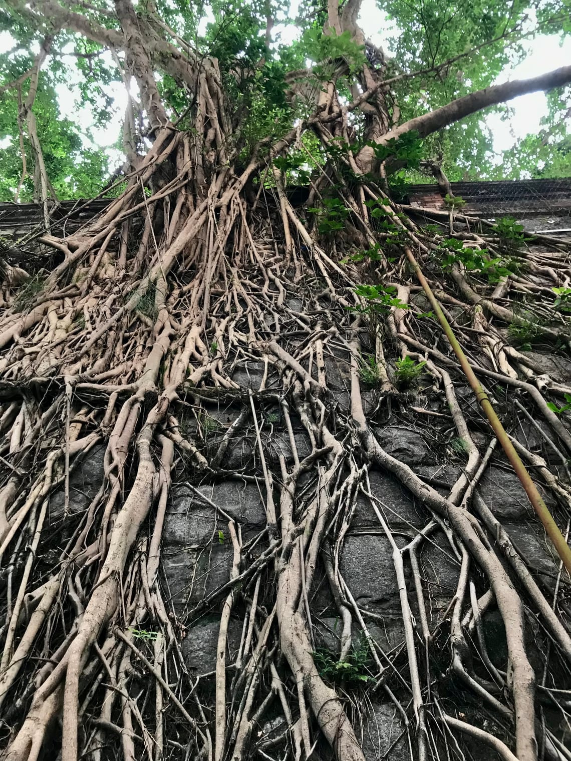 We look up to see the roots of the banyan cascading down a stone wall. 