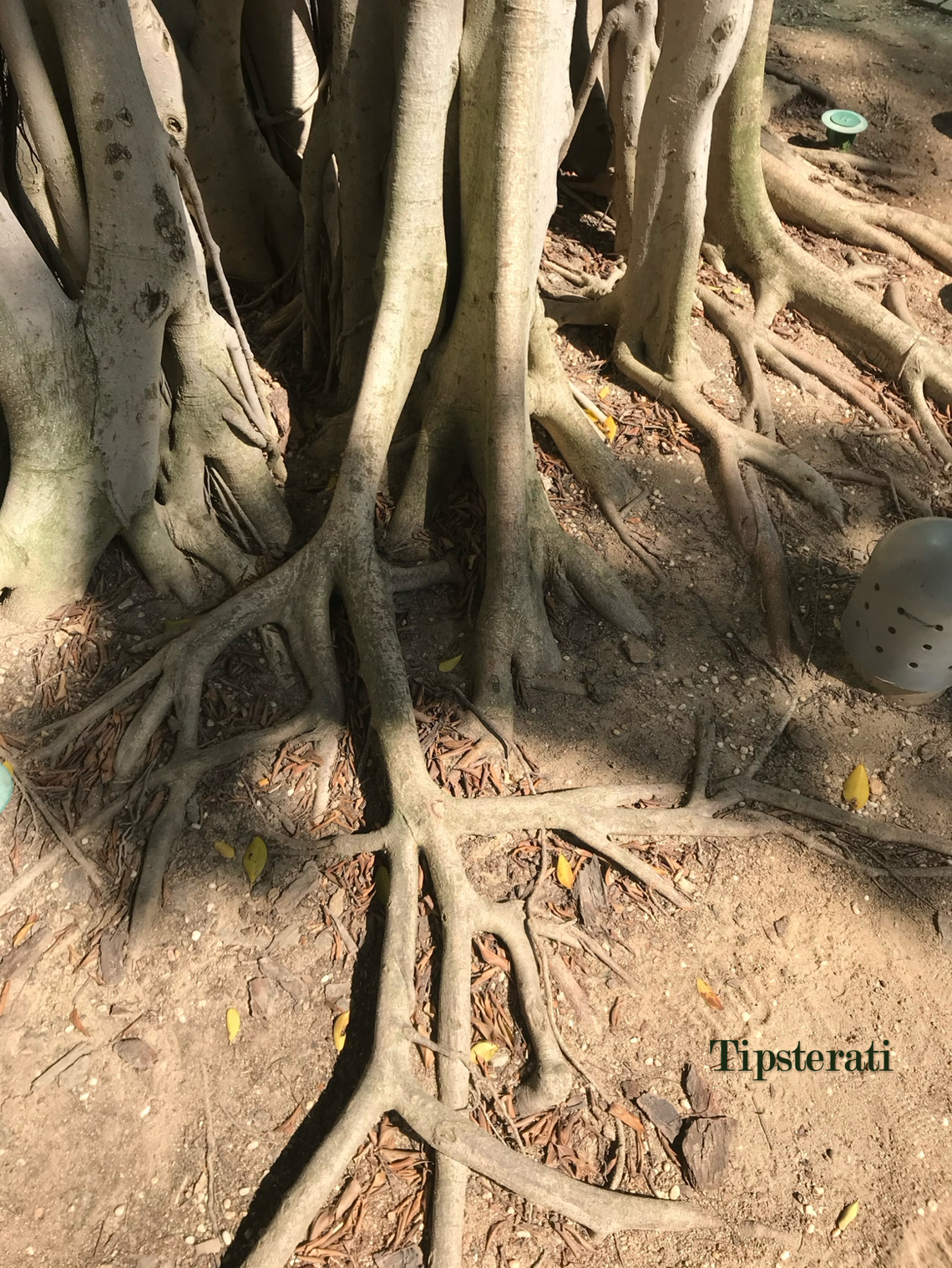 Sun shines onto the base of banyan tree and its roots forking into the dusty brown soil