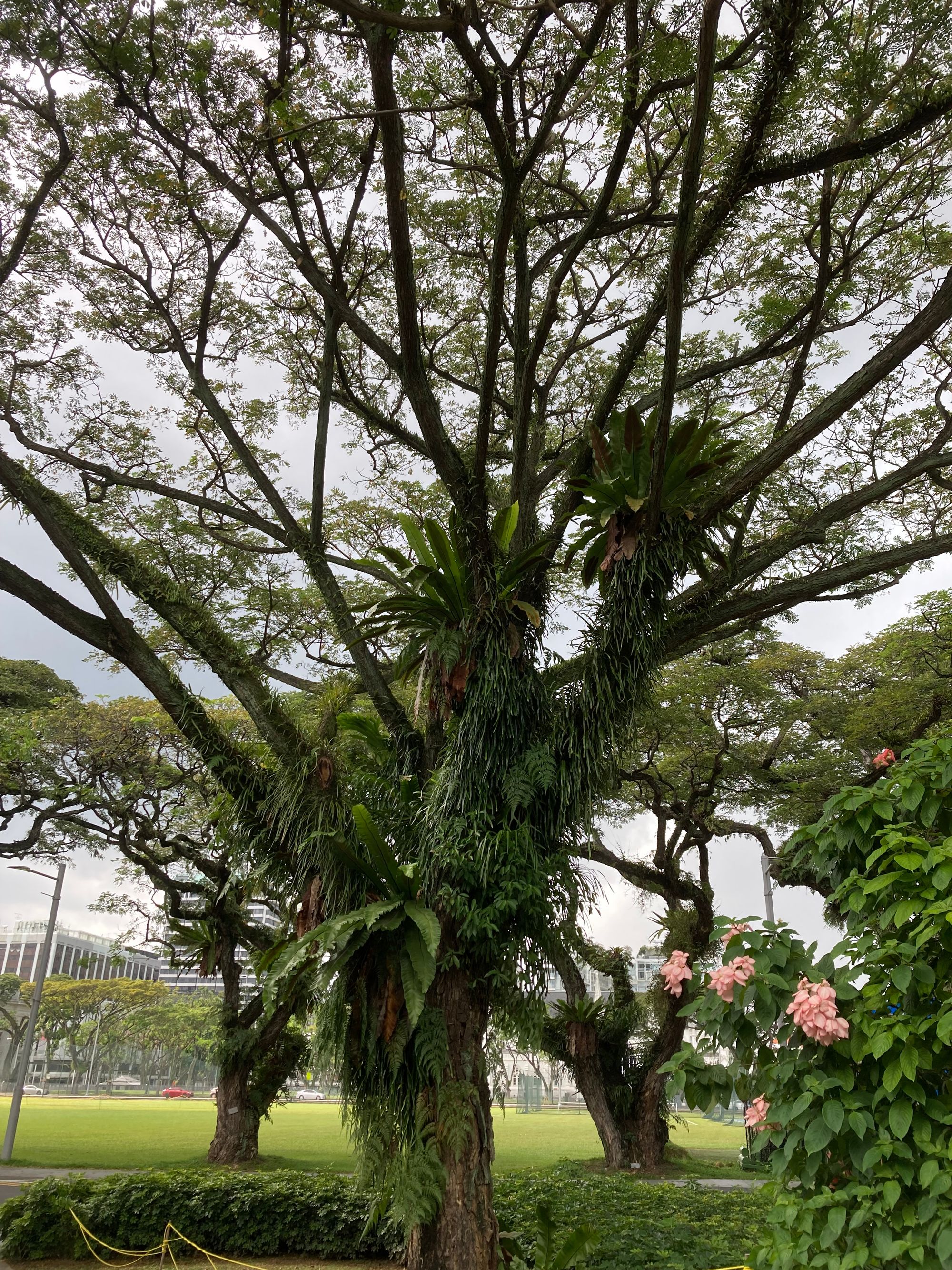 The trunk of a rain tree bedecked by a variety of ferns, both large and small. there are two more rain trees in the background.