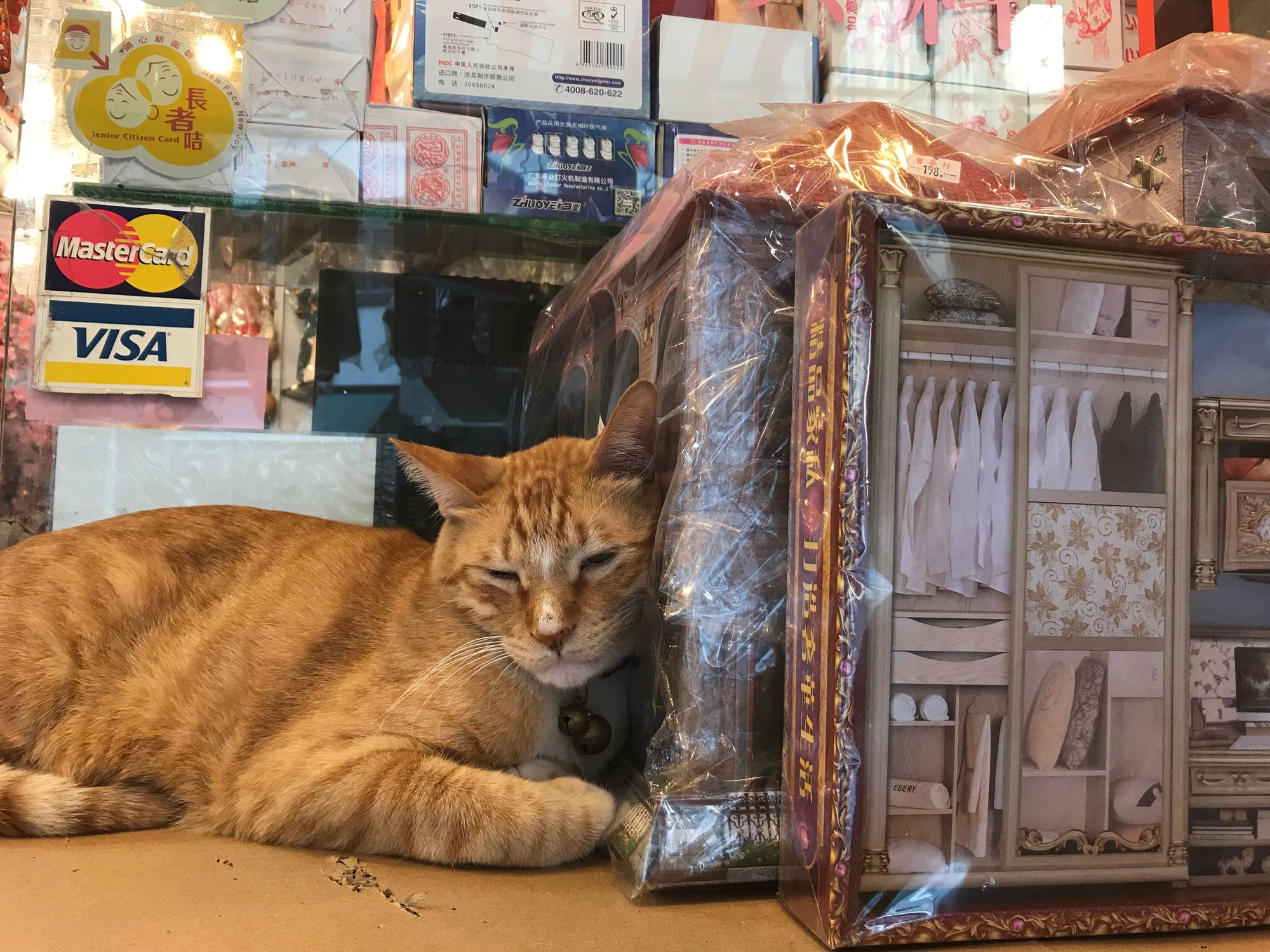 Hong Kong Shop Cats