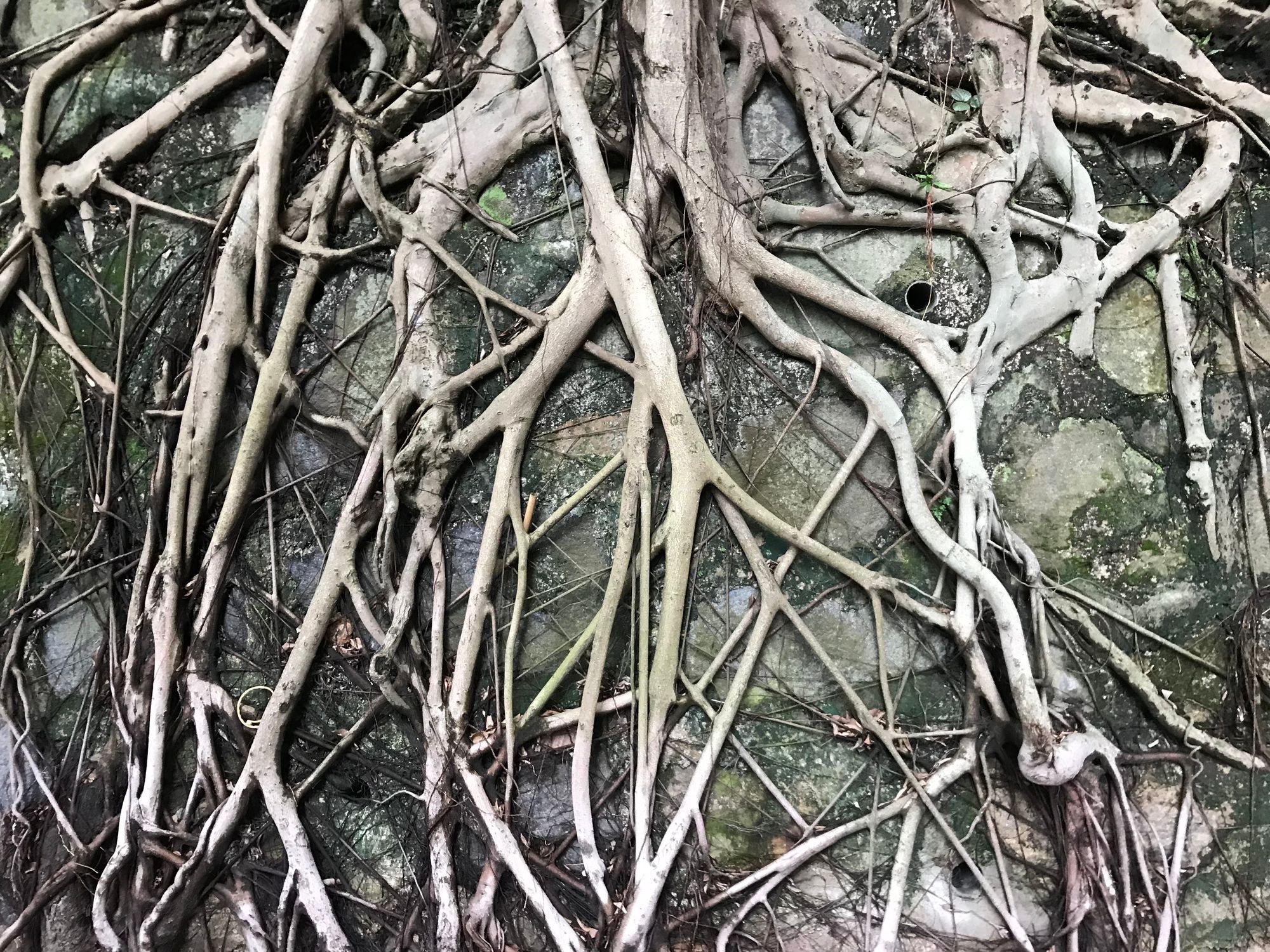 A network of banyan roots on an old stone wall.