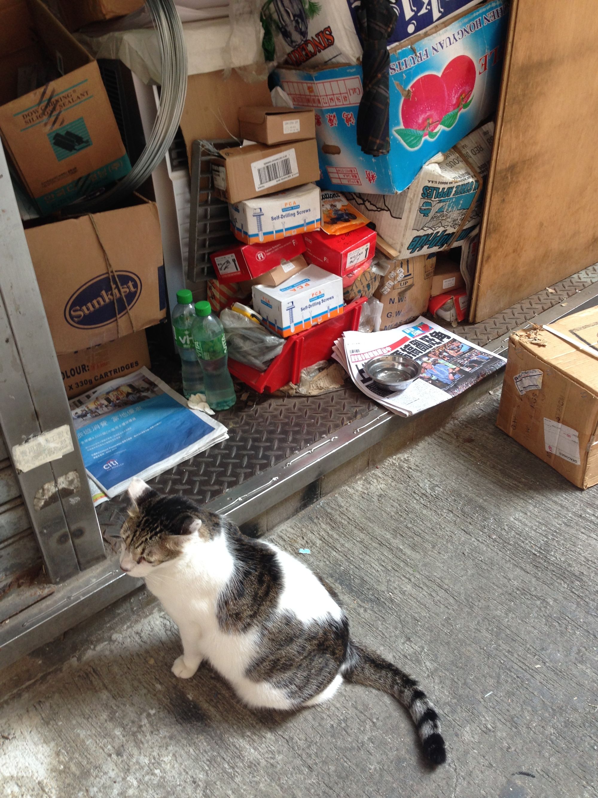 Hong Kong Shop Cats