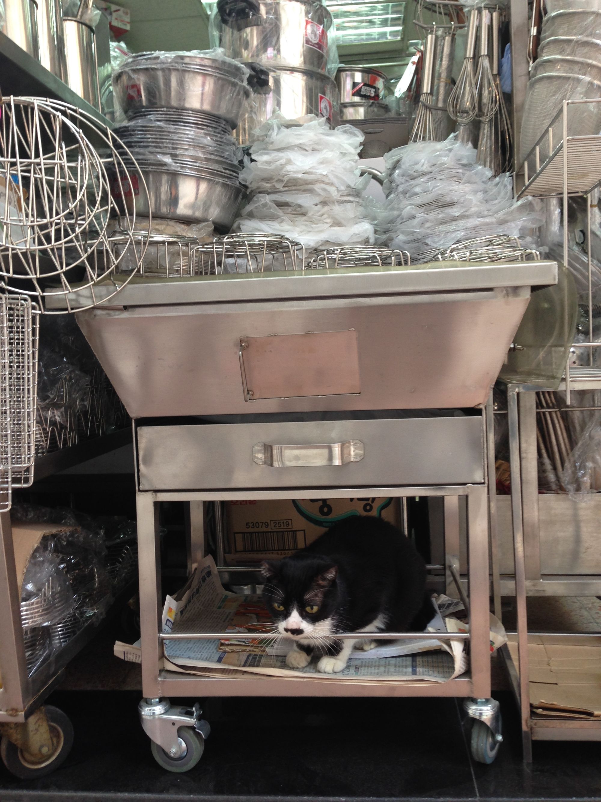 Hong Kong Shop Cats