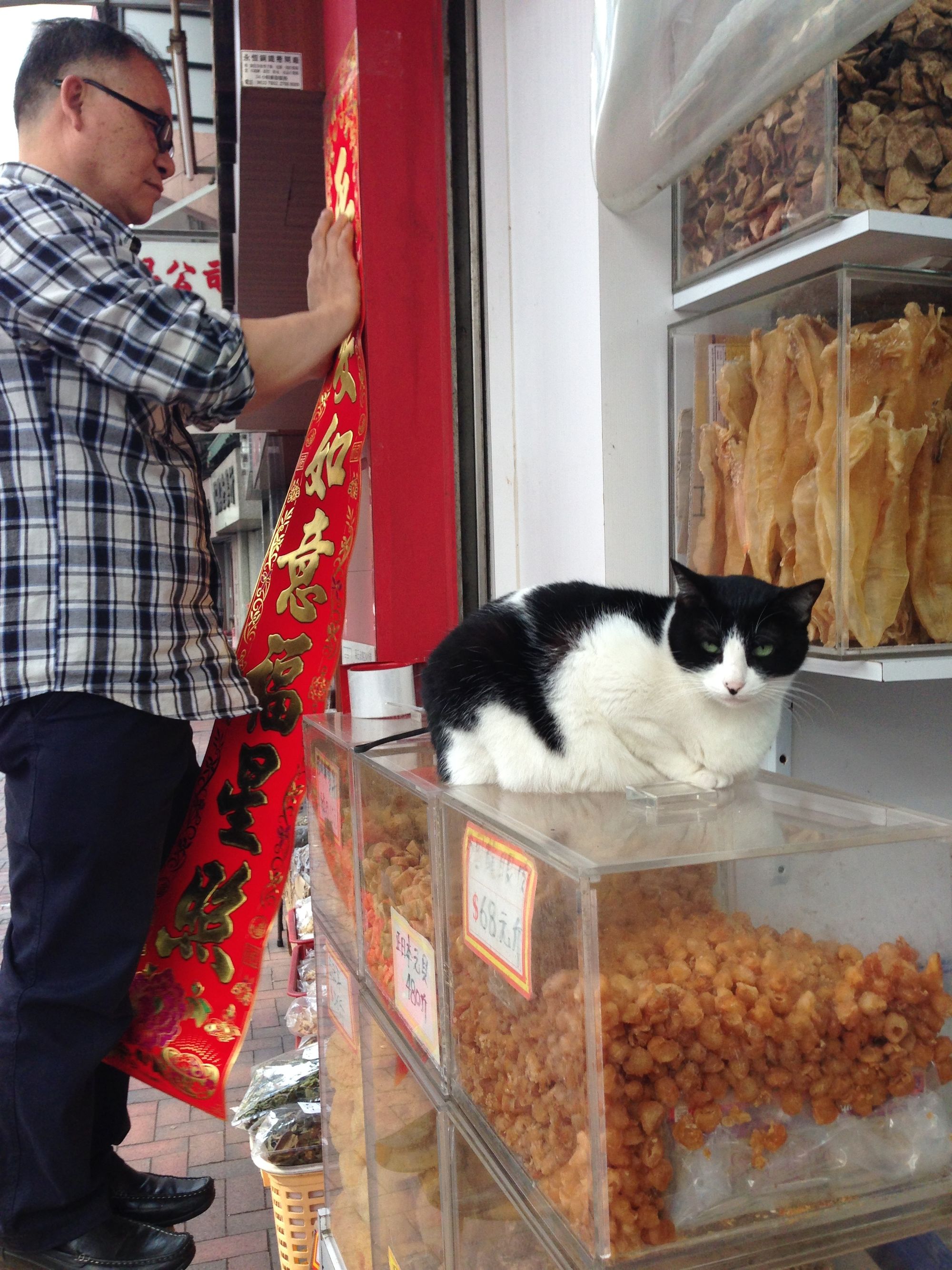 Hong Kong Shop Cats