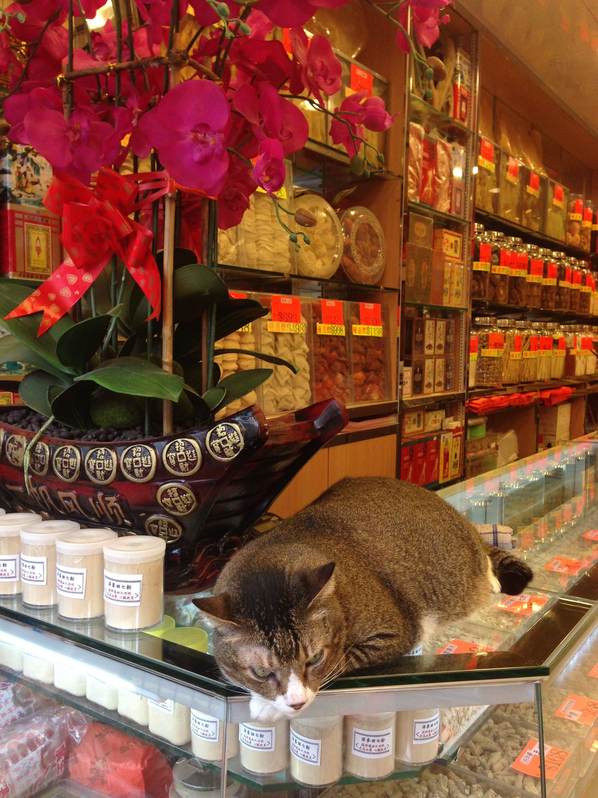 Hong Kong Shop Cats