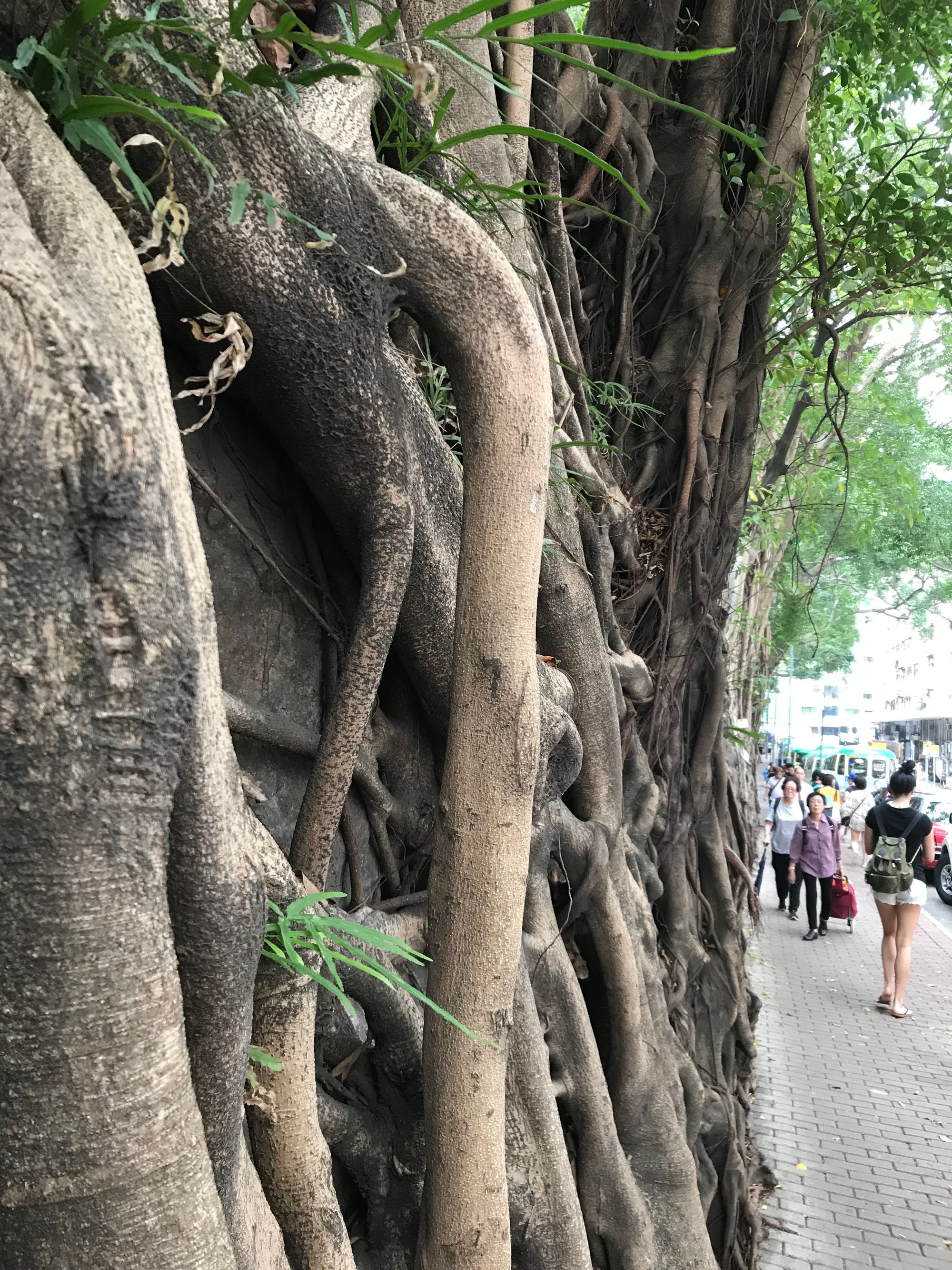 The Banyans of Hong Kong