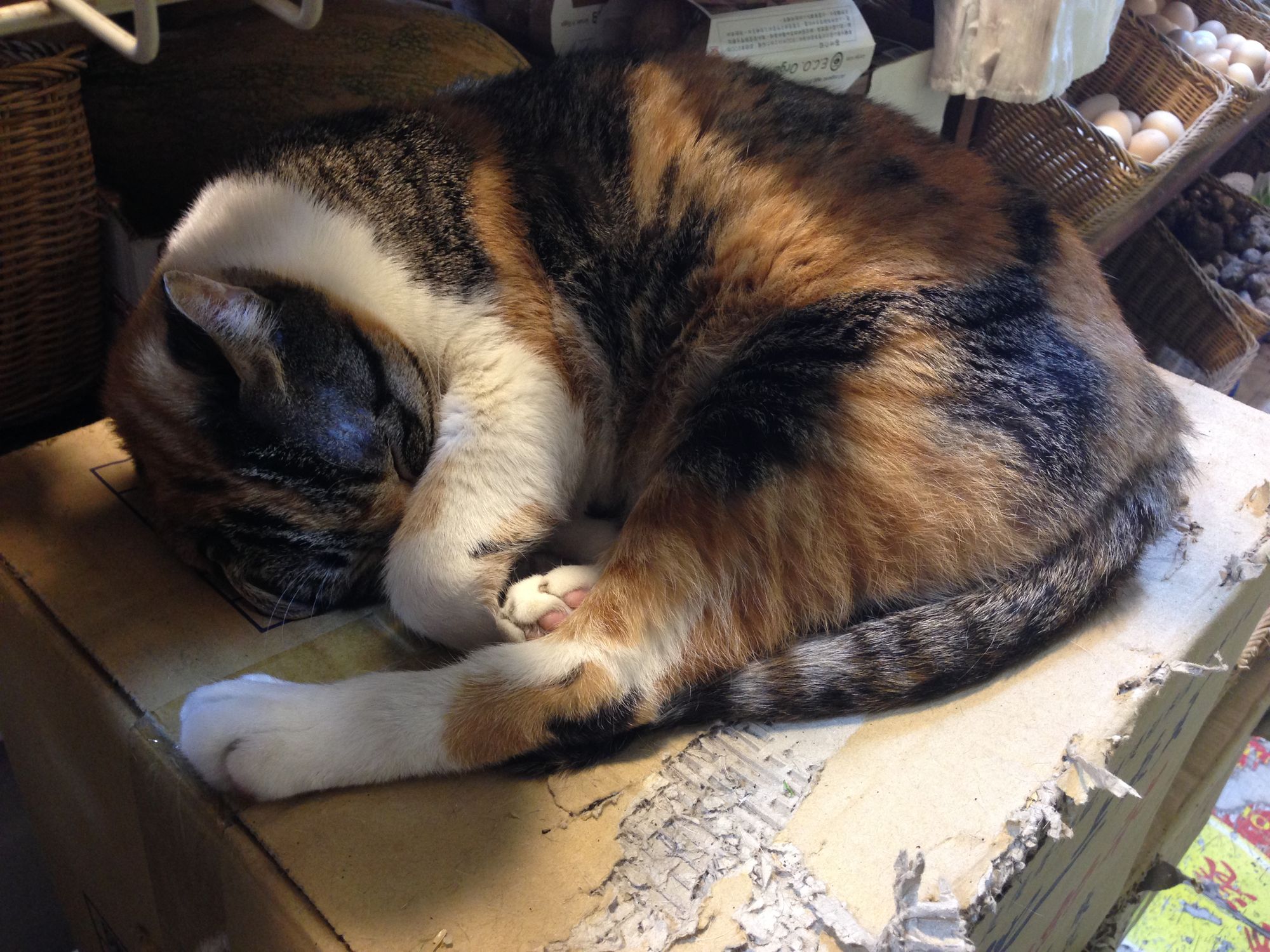 Hong Kong Shop Cats