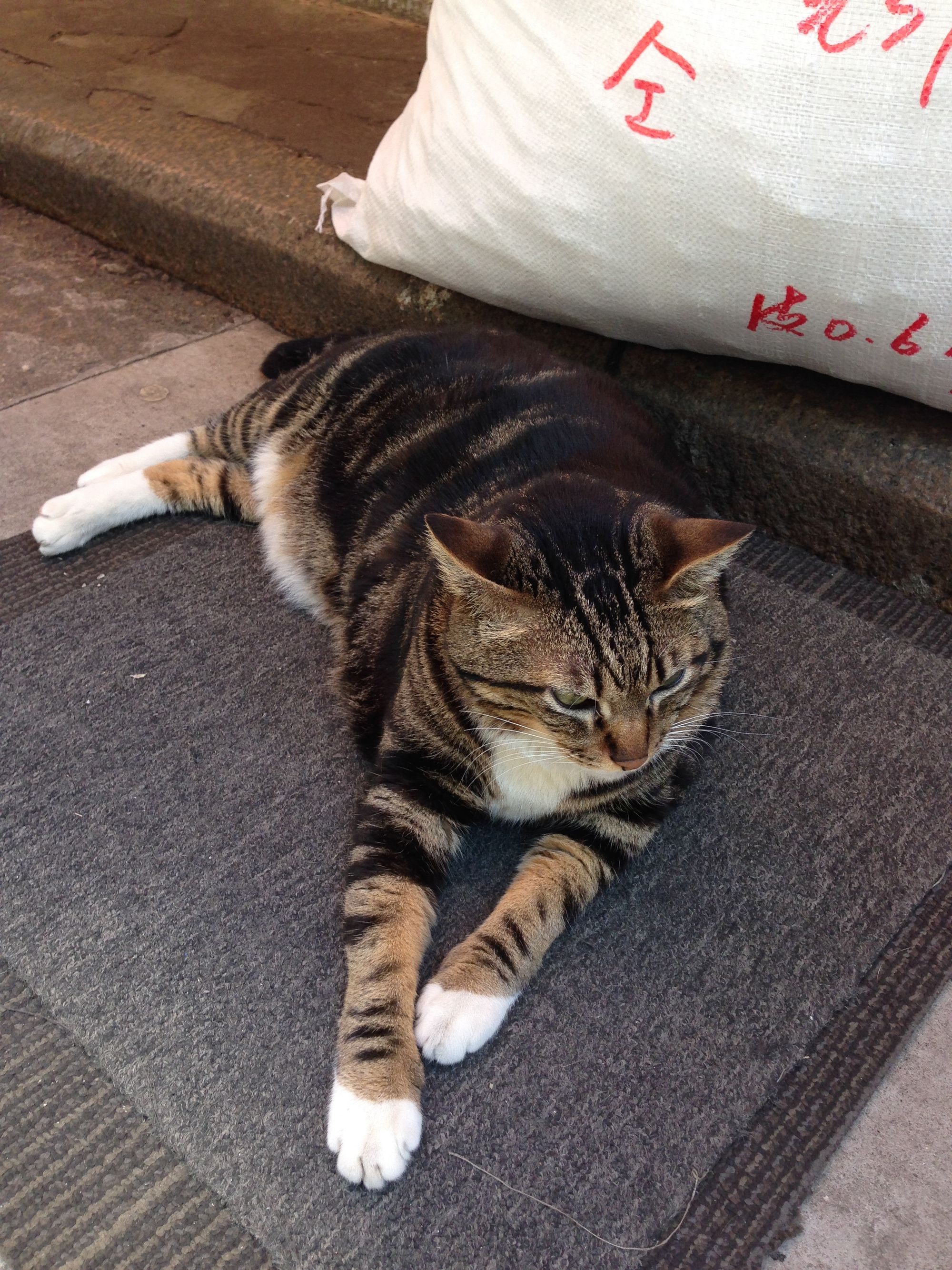 Hong Kong Shop Cats