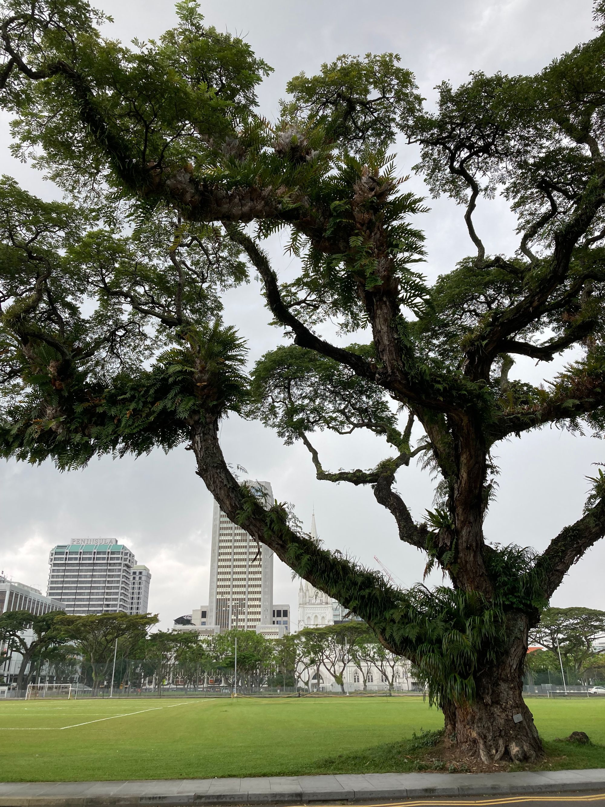 An old rain tree, its branches covered with ferns, stands dramatically by a green playing field, with a few tall buildings in the distance.
