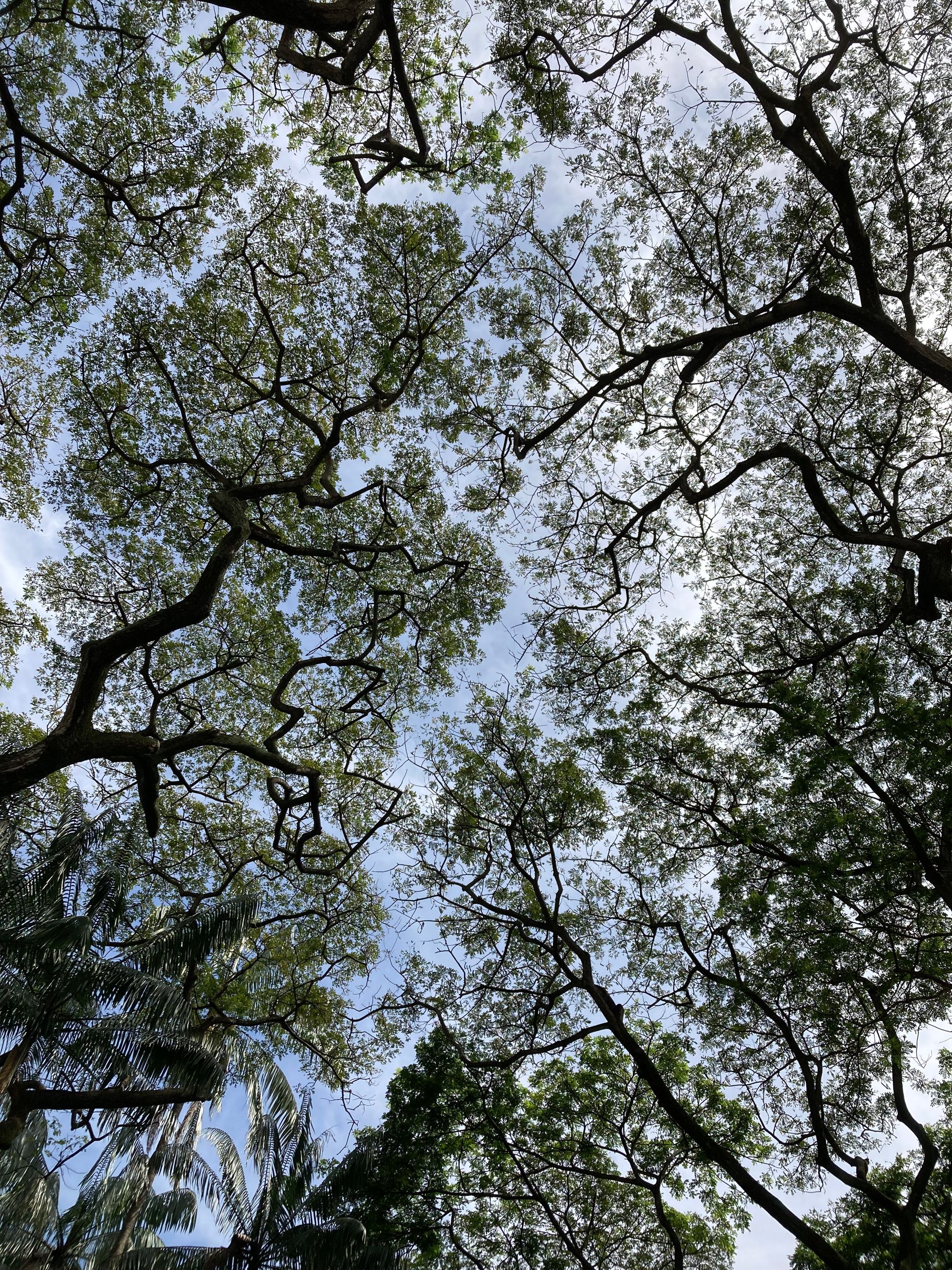 Looking upwards, a narrow gap is visible between the crowns of neighbouring rain trees.