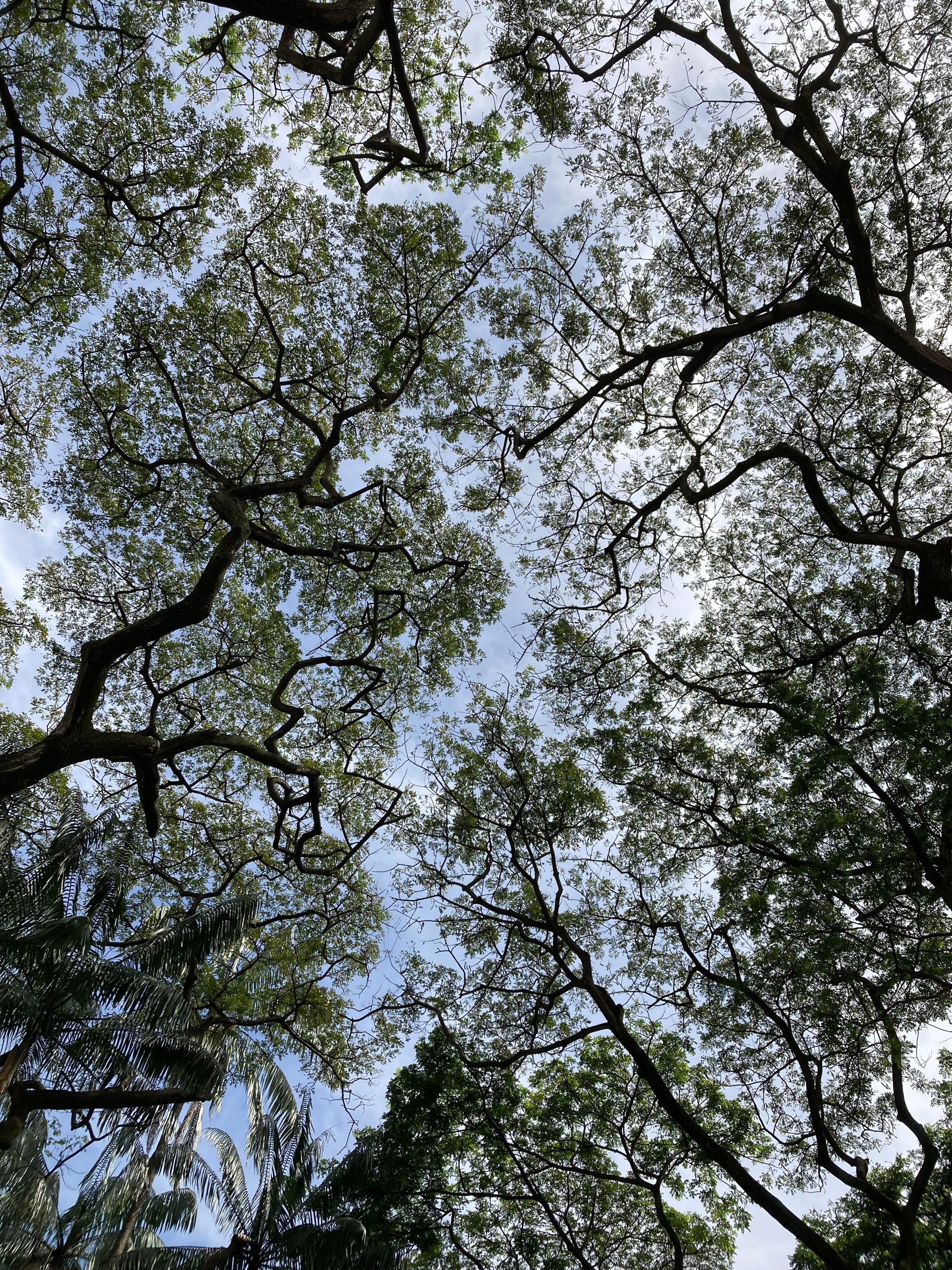 Rain Trees