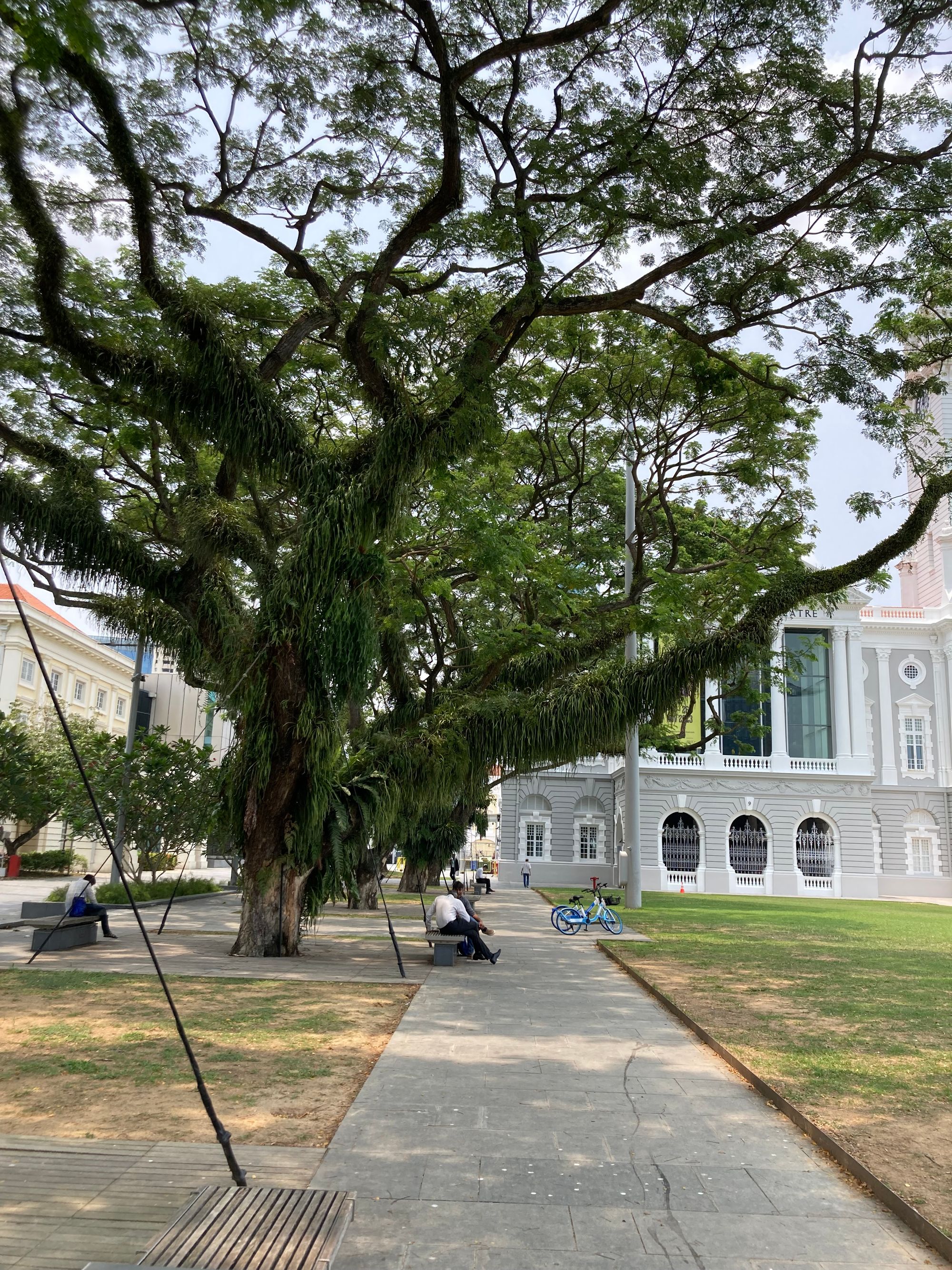 People chilling on benches under some old and large rain trees. At the back is a 19th century colonial-era building.
