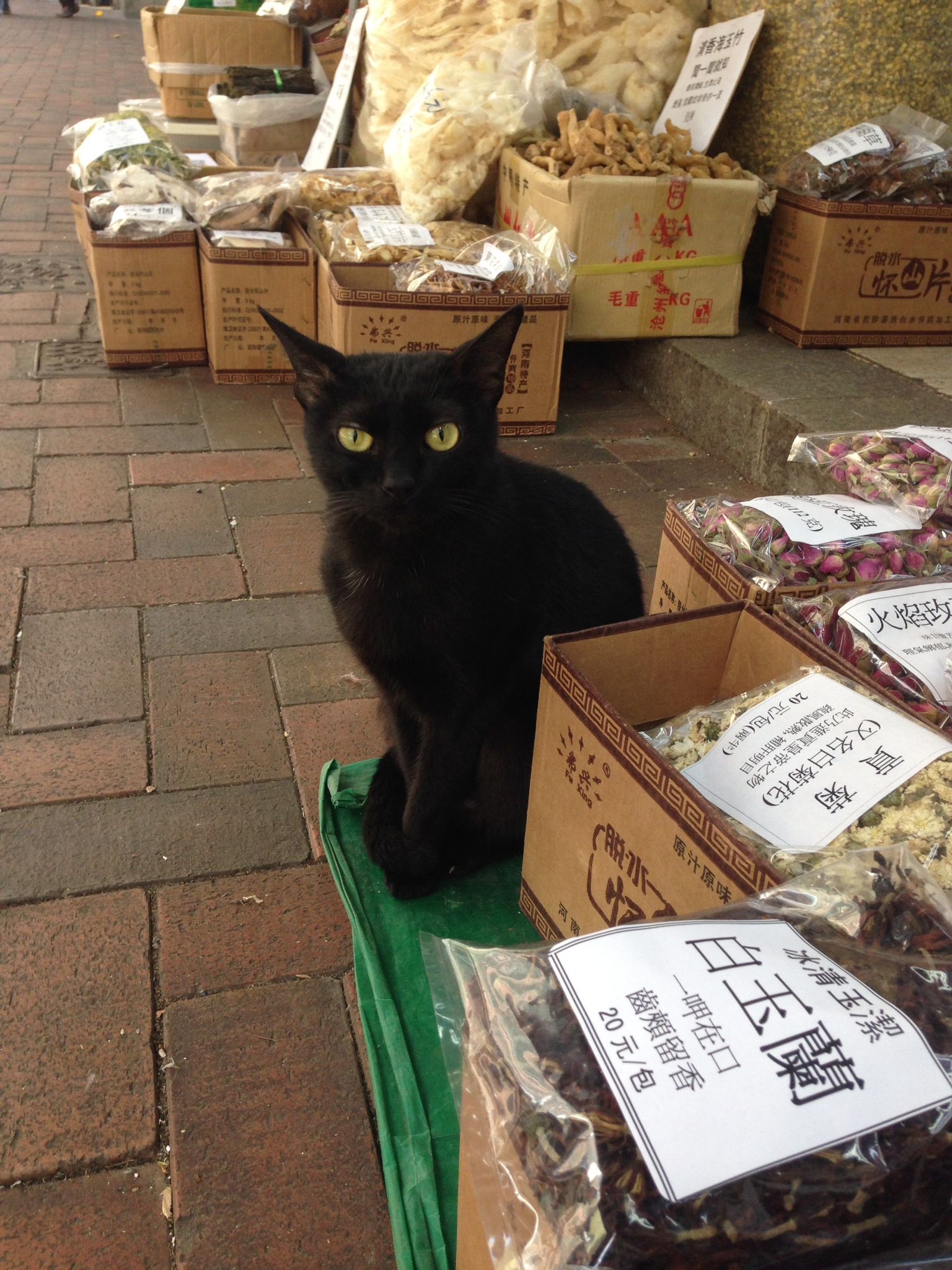 Hong Kong Shop Cats