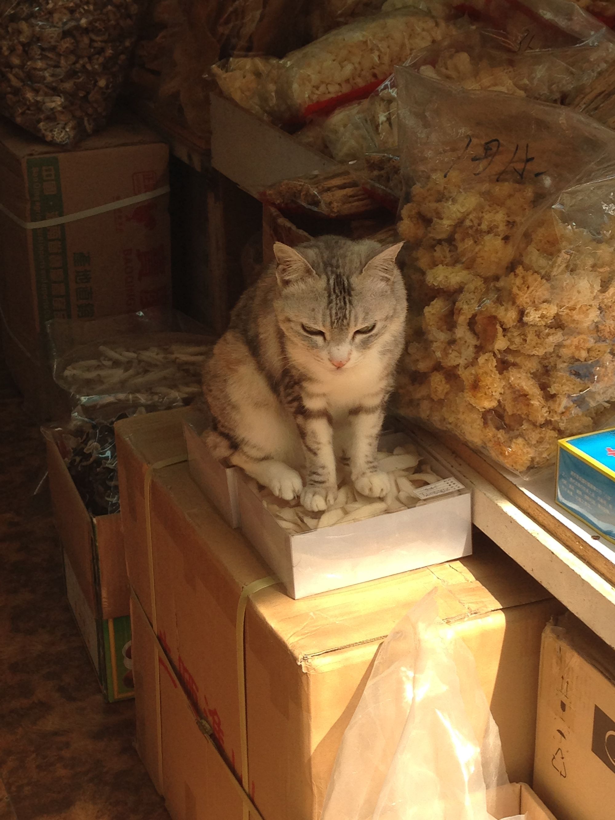 Hong Kong Shop Cats