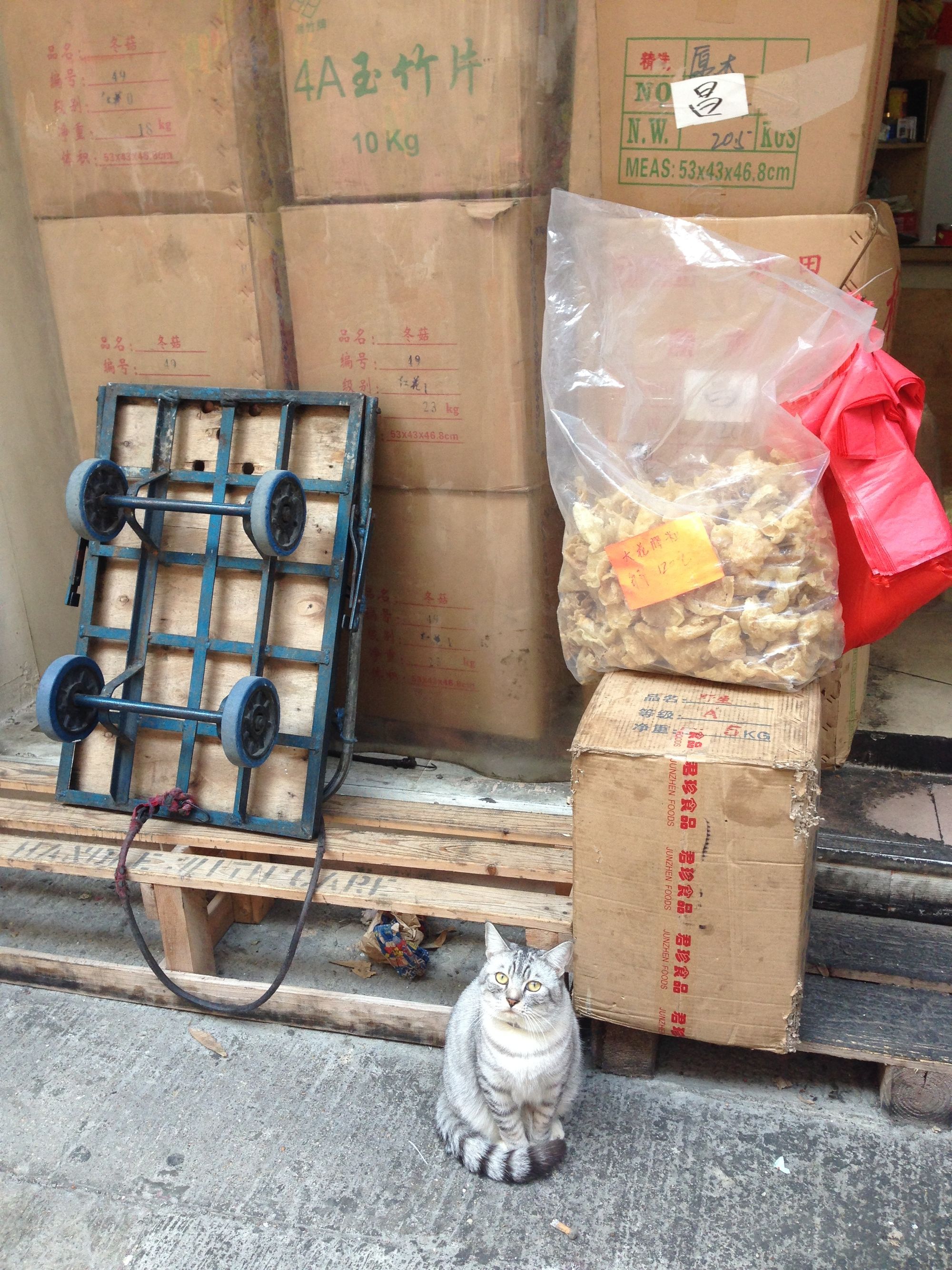 Hong Kong Shop Cats