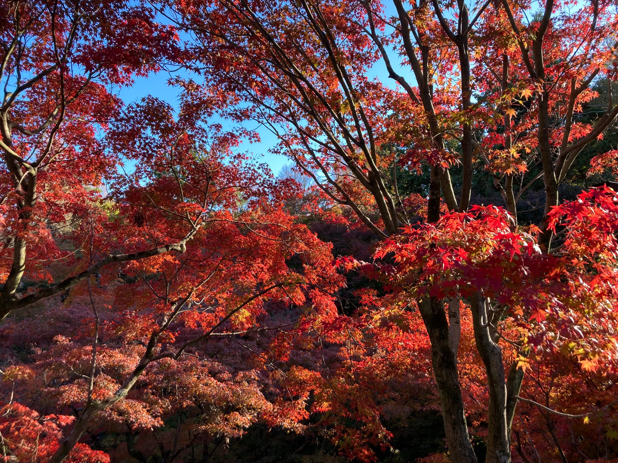 Tofuku-ji