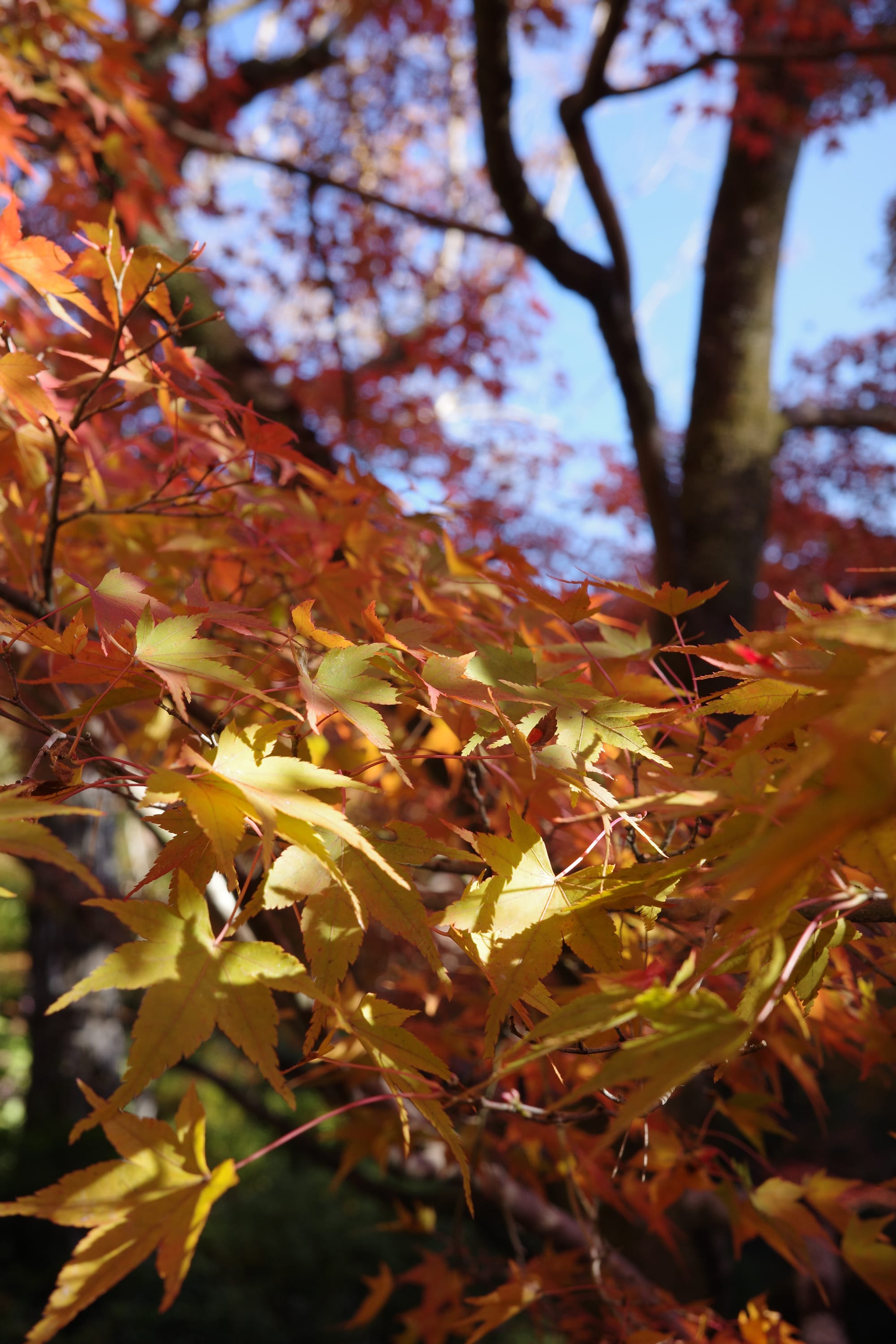 Tofuku-ji