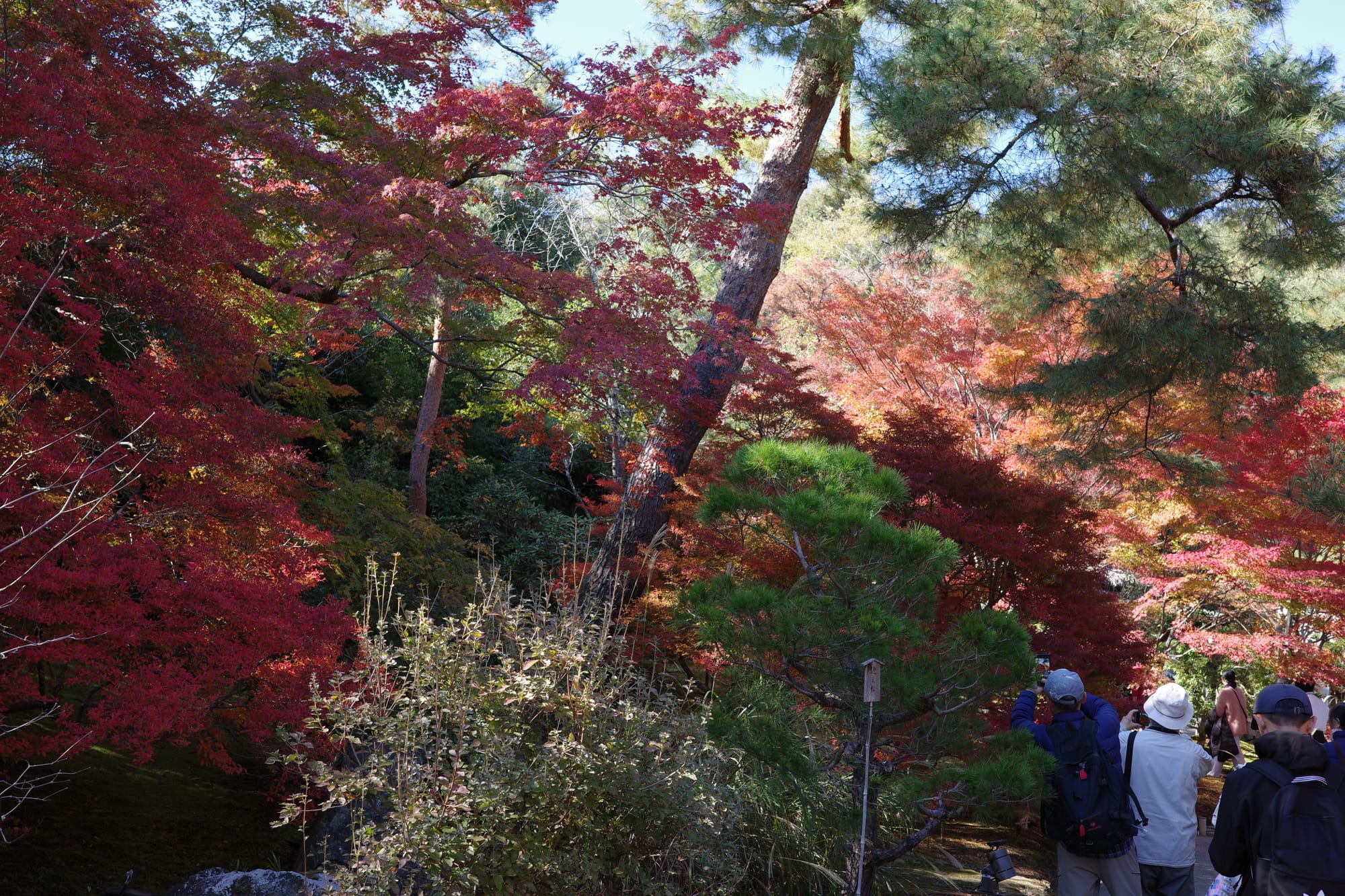 When in Kyoto for the fall...