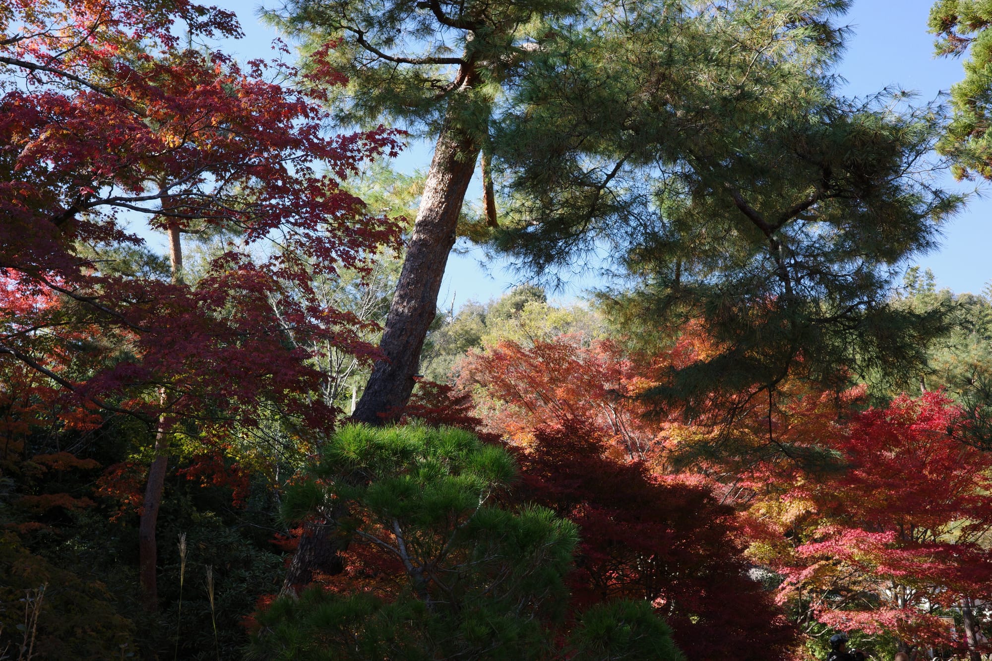 A tilted Japanese pine tree is in the centre, surrounded by a variety of autumnal foliage