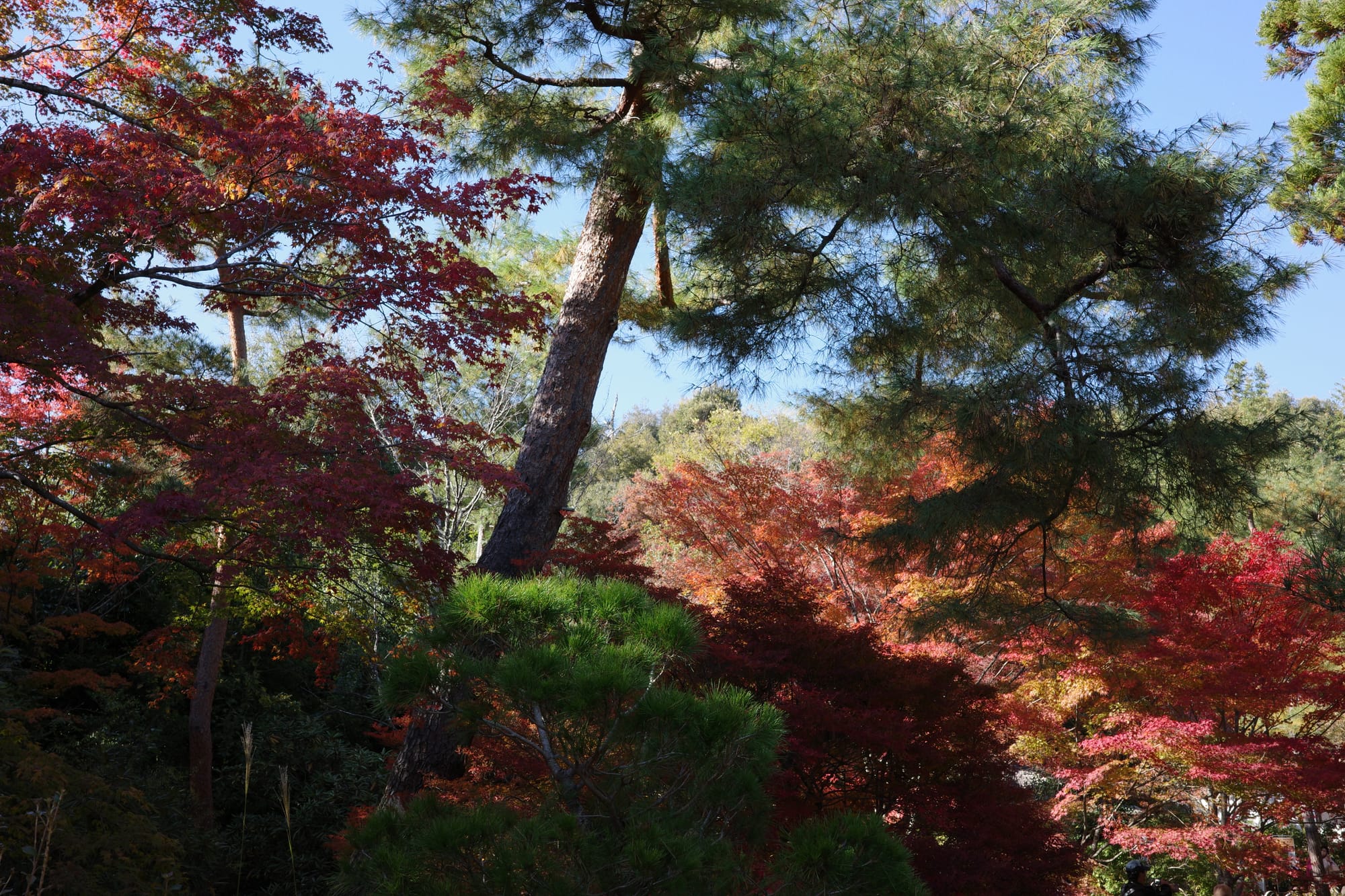 When in Kyoto for the fall...