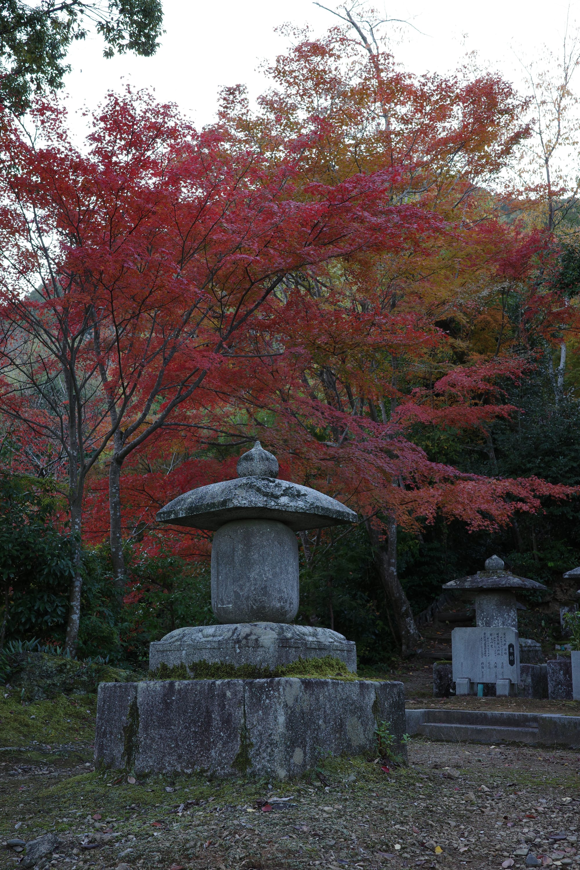 Stone lantern in the foreground and red maples in the background