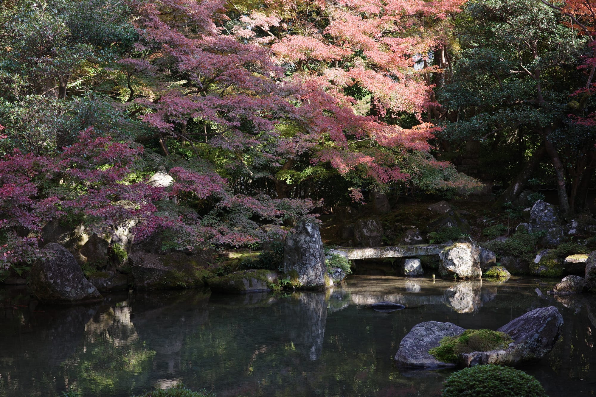 Japanese maples in various shades of green, maroon, and peach-pink hang over a pond.