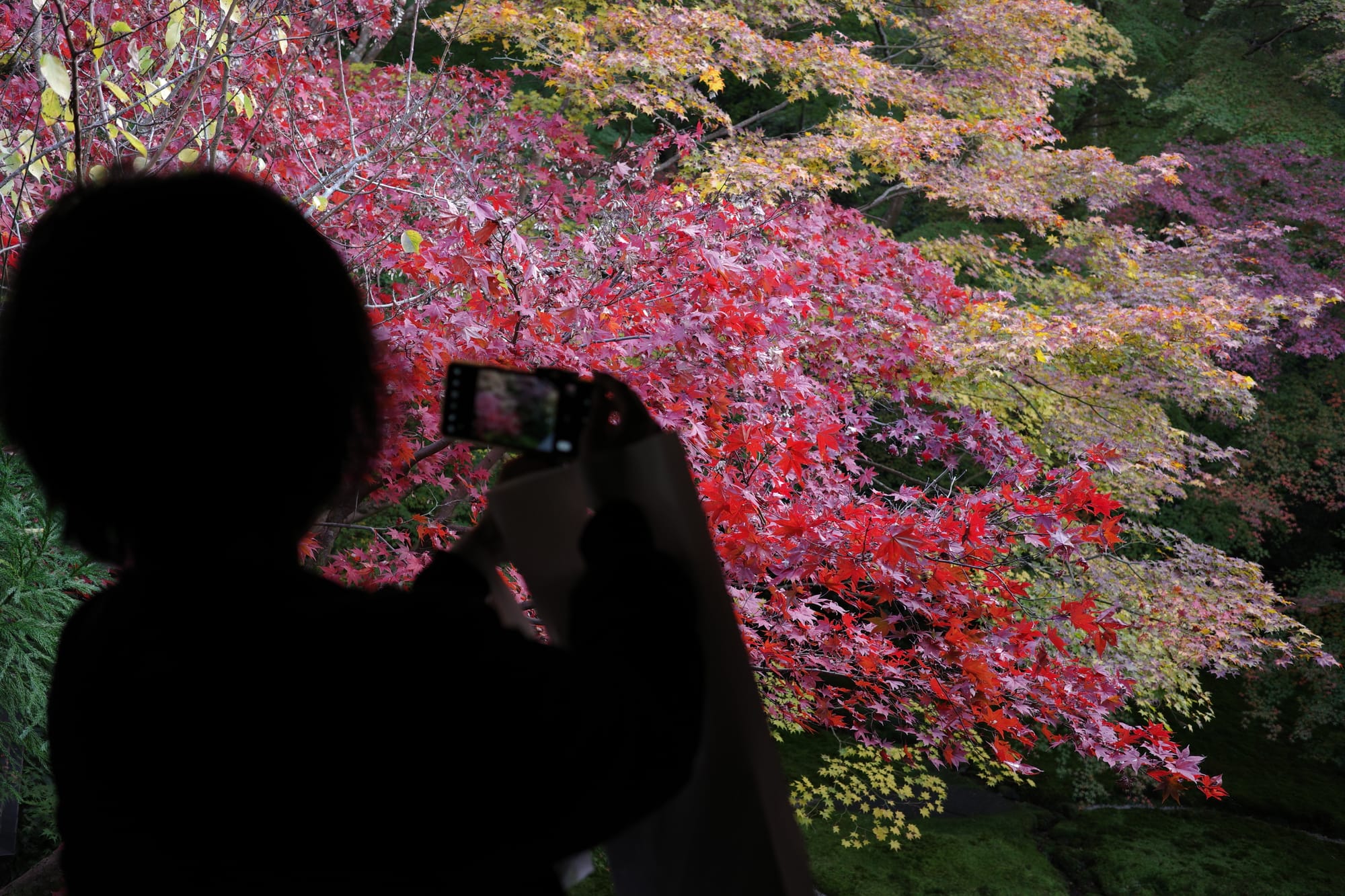 When in Kyoto for the fall...