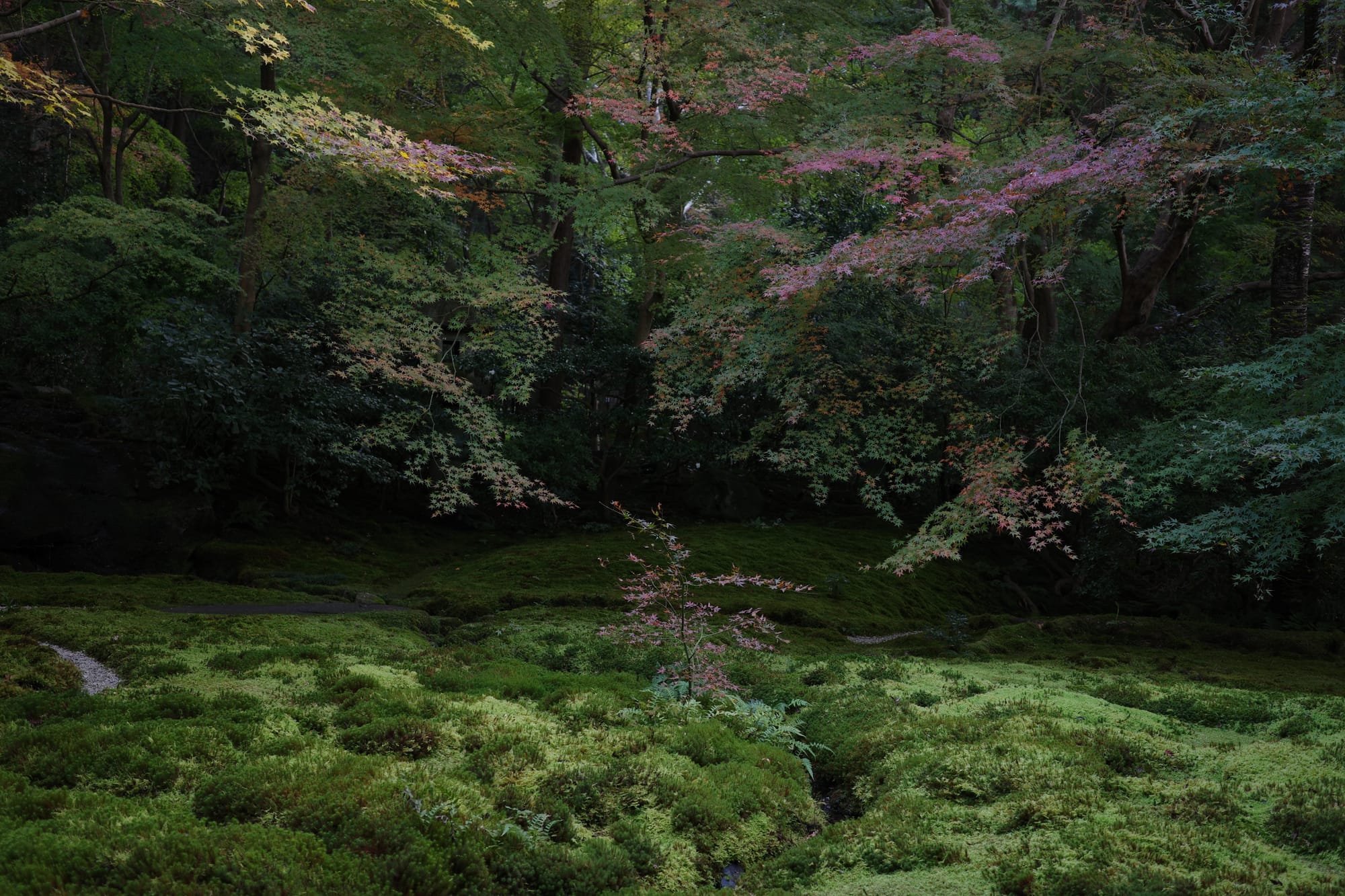 When in Kyoto for the fall...