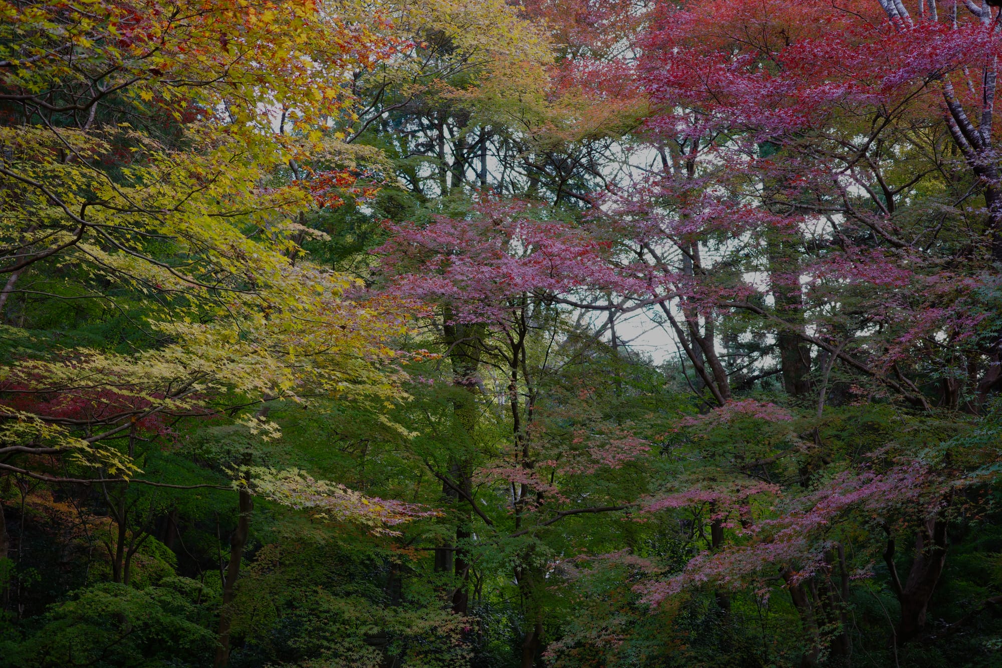 When in Kyoto for the fall...