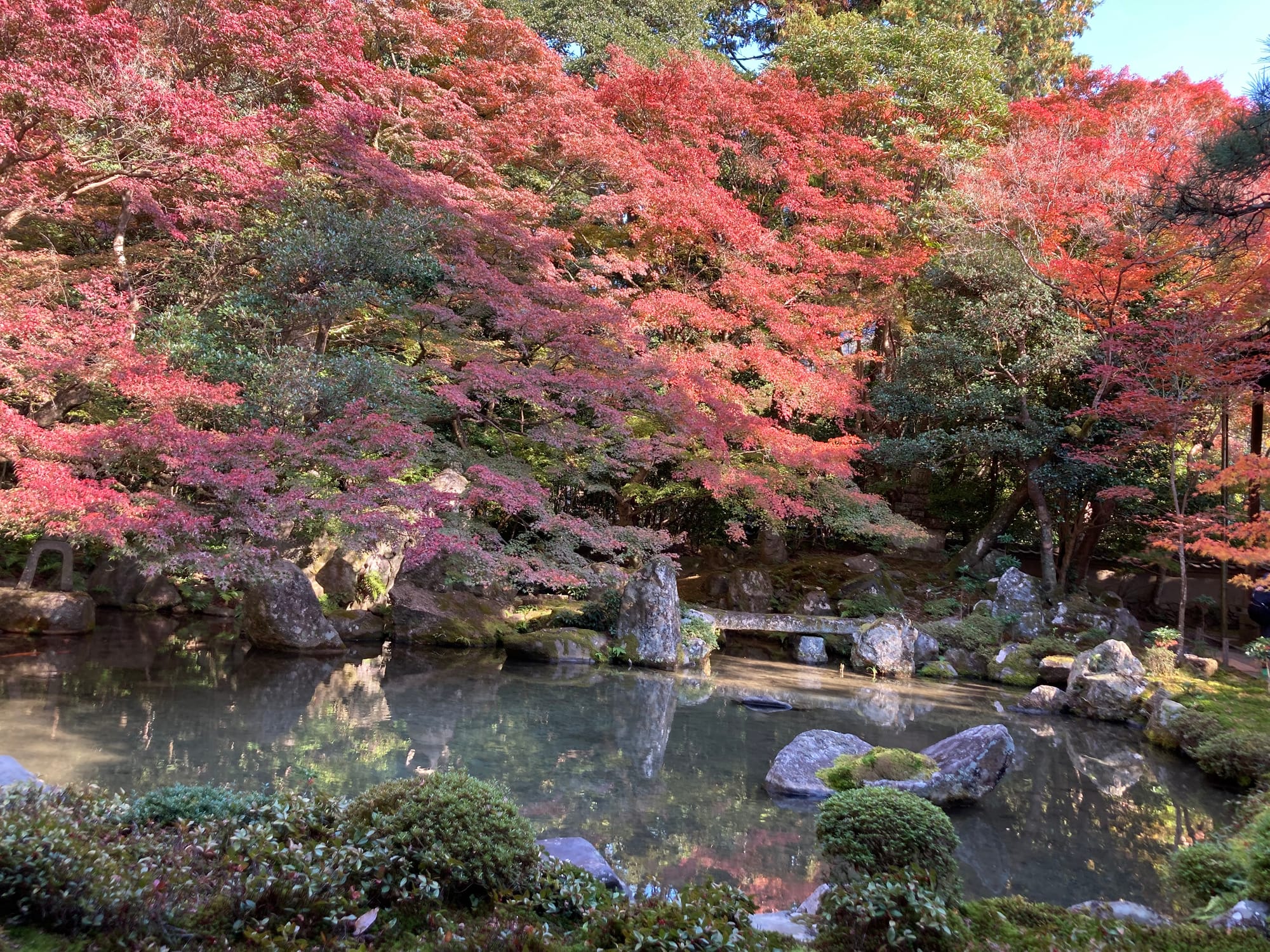 A temple pond with maple trees of varying red hues partially overhanging the water. In the foreground, the pond is bordered by manicured round shrubs and small flowers. Large stones are both in and around the pond.