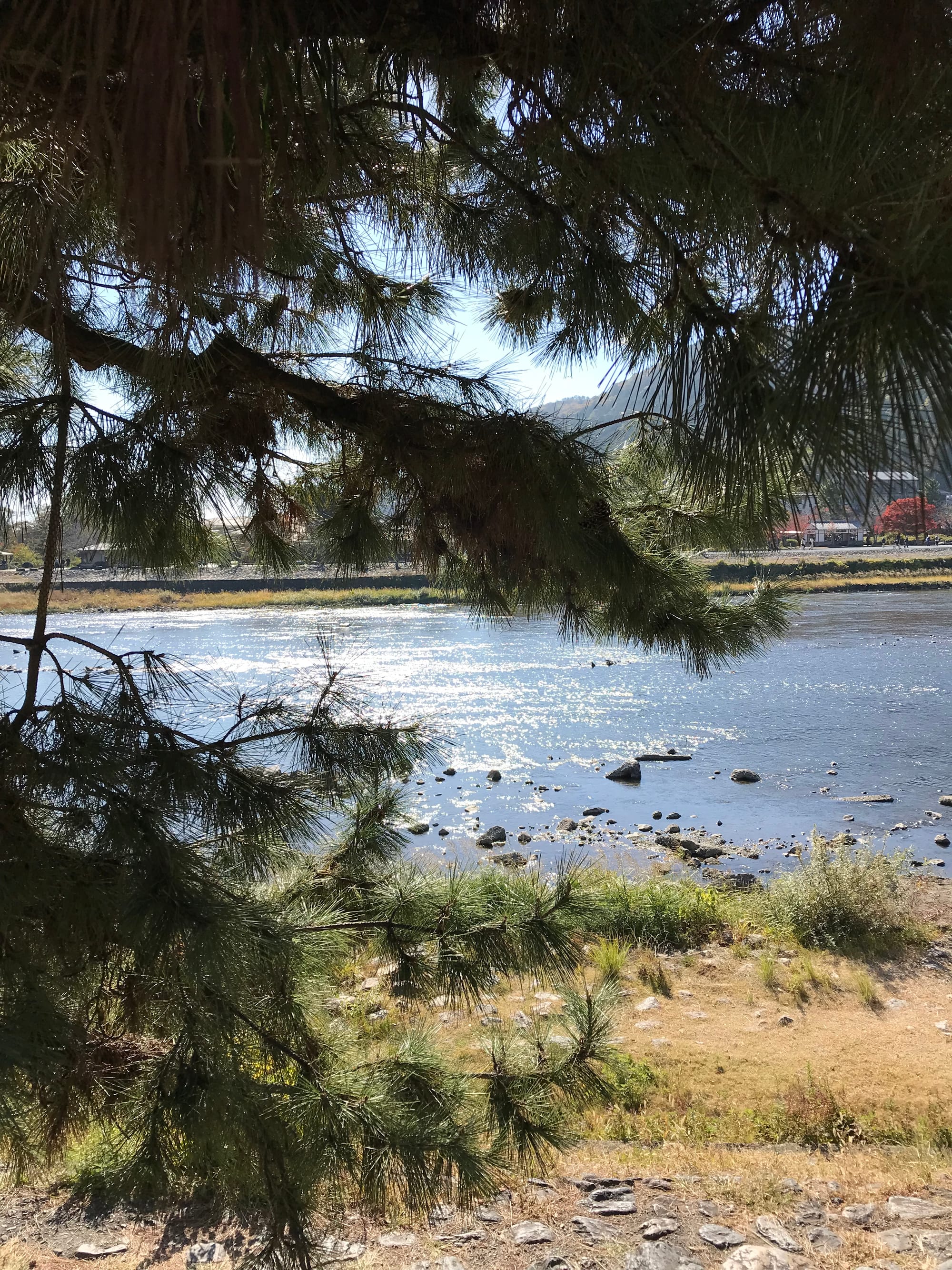 Branches of evergreen pine needles frame sunlight sparkling on a river with a few rocks jutting out and two small little egrets in the middle of the water.