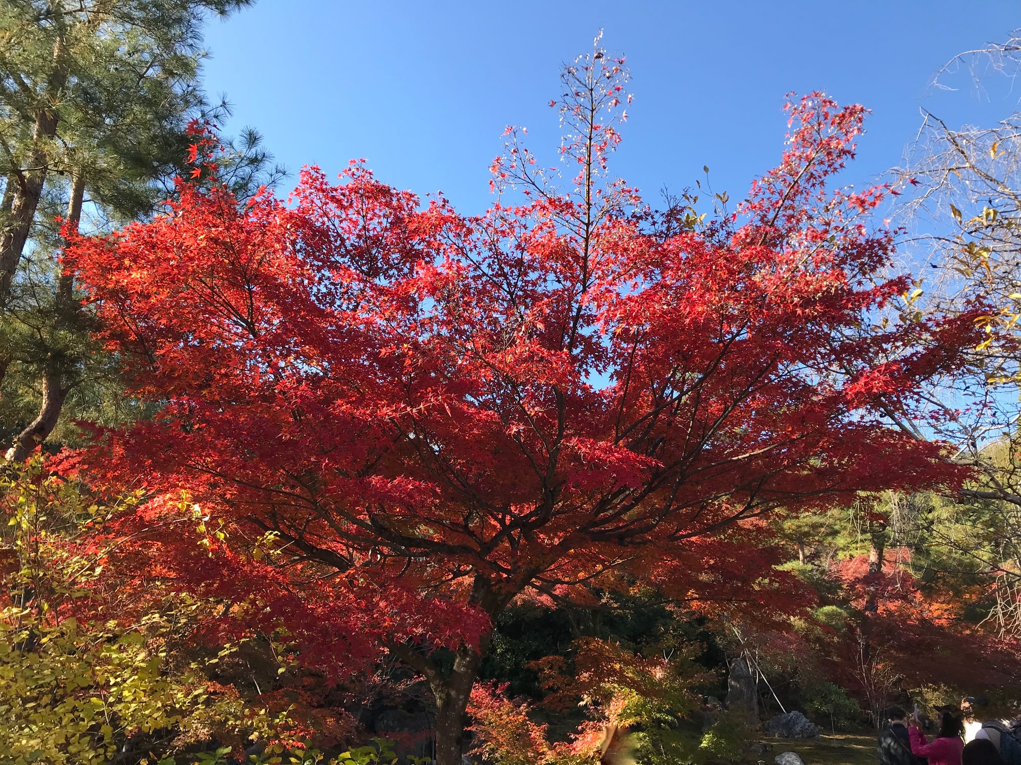 Kōyō