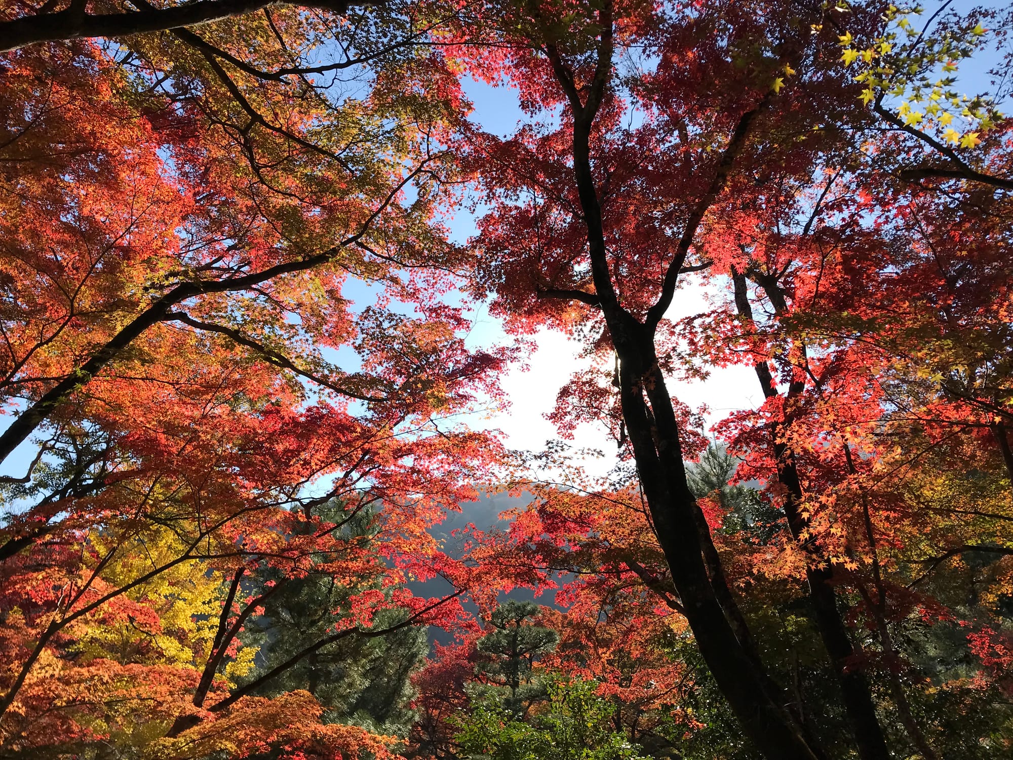 Red Japanese maples lit up by the sun, with Mt. Ogura in the background. Hints of yellow and green foliage show through as well.