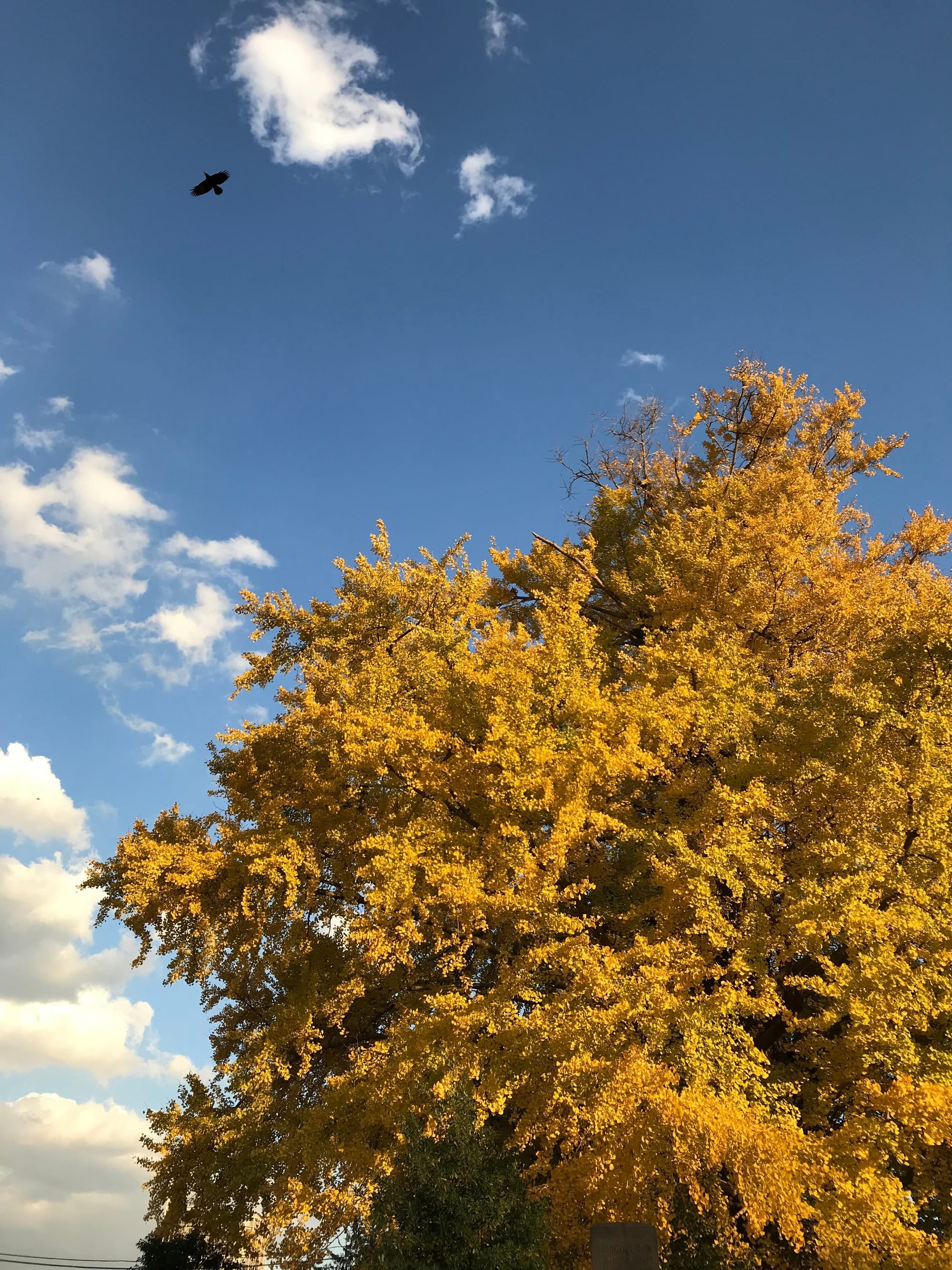 A richly gold gingko tree; a blue sky with with white clouds; and a black crow soaring away from the treetop.