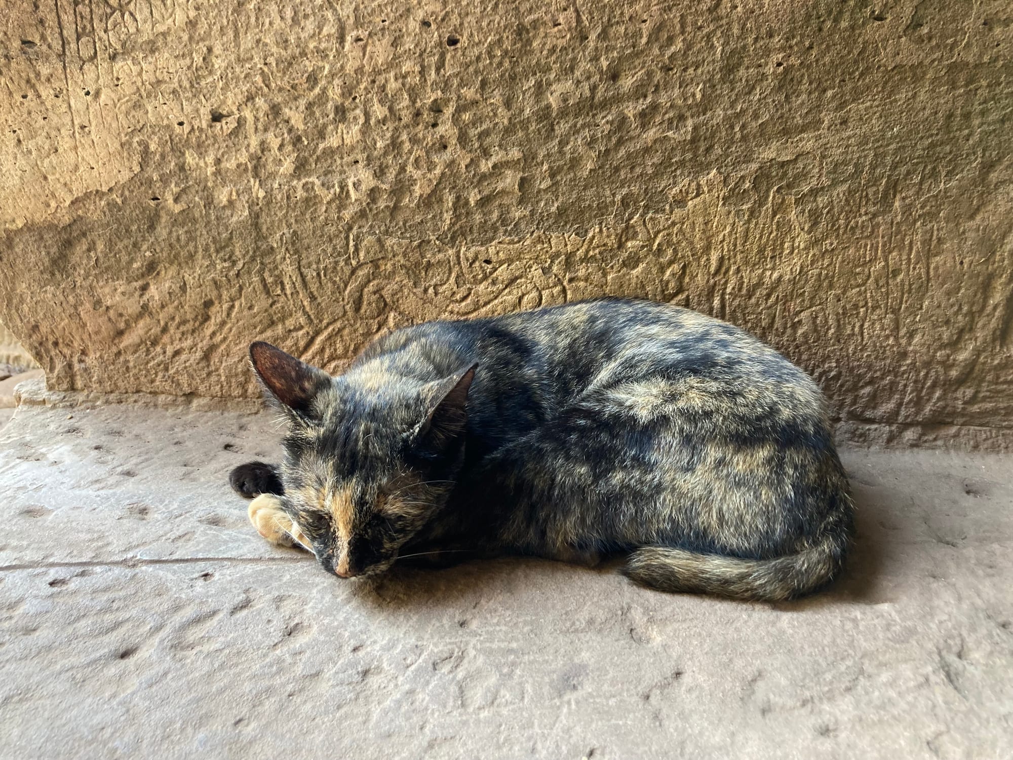 A mottled cat sleeping in an Angkor temple. On the sand-coloured wall behind it can be seen some faded etchings.