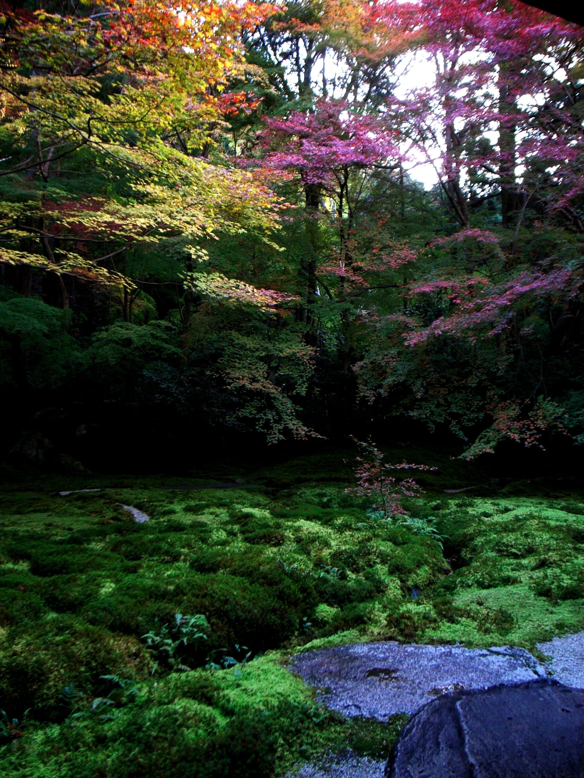 A vibrant moss garden: grey rocks in the right foreground; verdant moss on the ground; and trees with bright yellow and pinkish-red leaves in the background. 