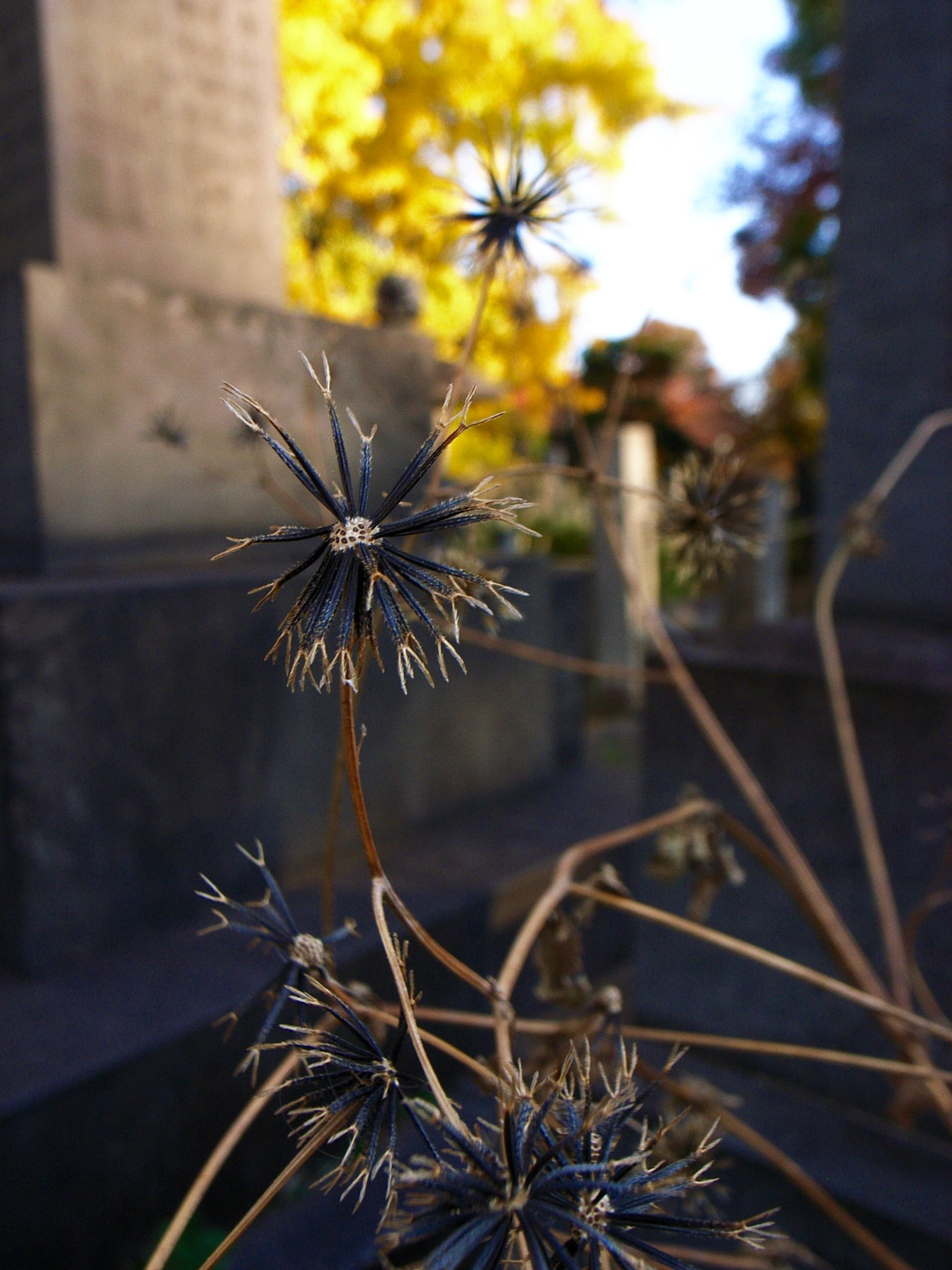 Close up of a dried-out spiky flower-structure, now black and brown. A memorial monument and gingko tree are blurry in the background.