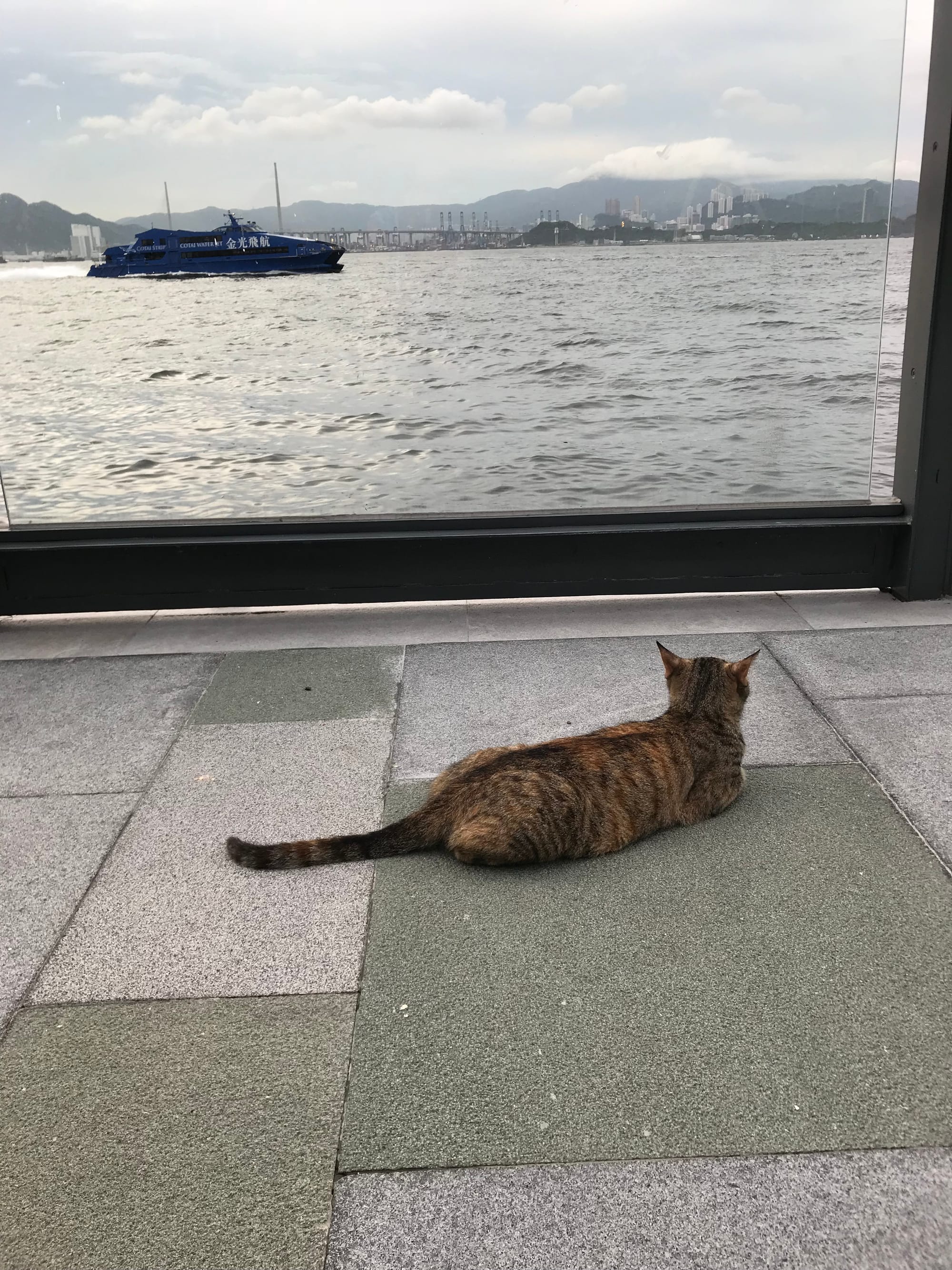 A stray tabby cat lying on the waterfront promenade admires the view of the harbour and Kowloon. A ferry speeds along the harbour on the left.