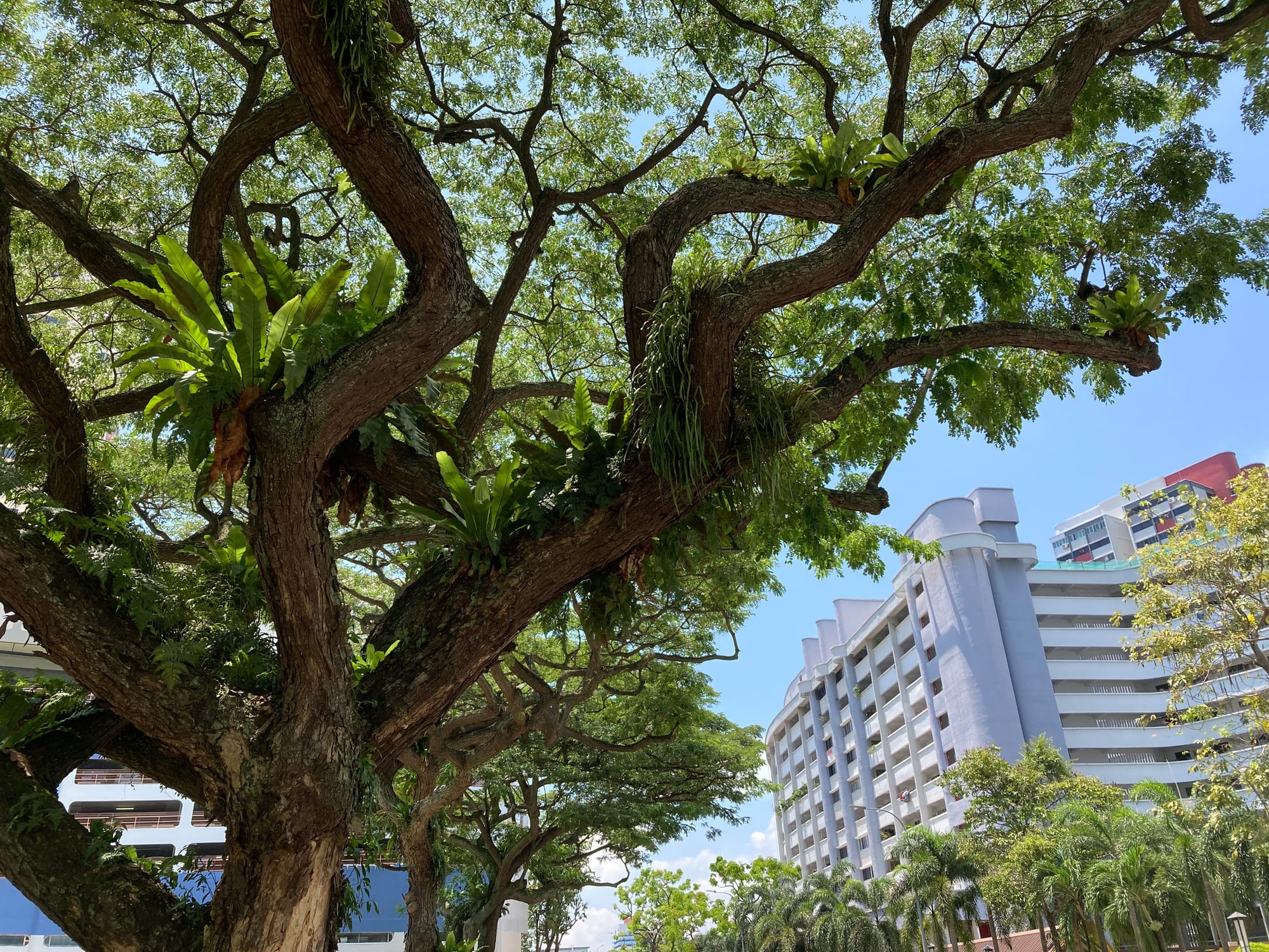 We look up at the spreading crown of a large Rain tree. Its branches are covered with ferns. 