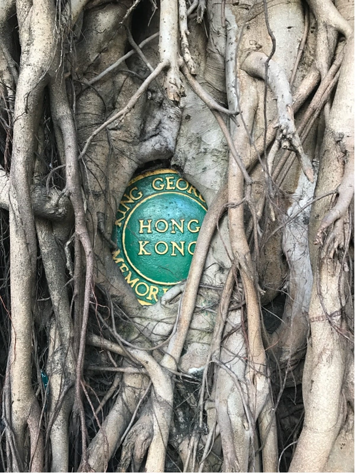 Banyan roots cover a stone wall, partially obscuring a green plaque that reads King George V Memorial Park, Hong Kong