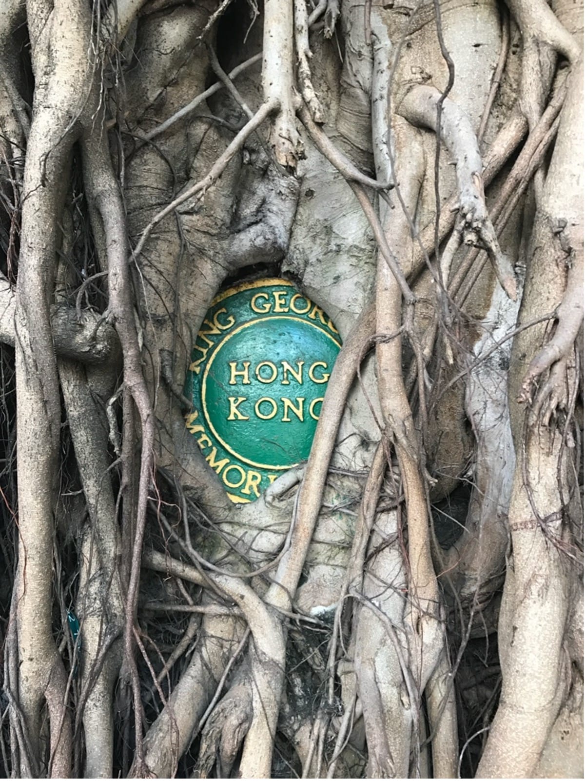 The Banyan Trees of Hong Kong (Kennedy Town and Sai Ying Pun)