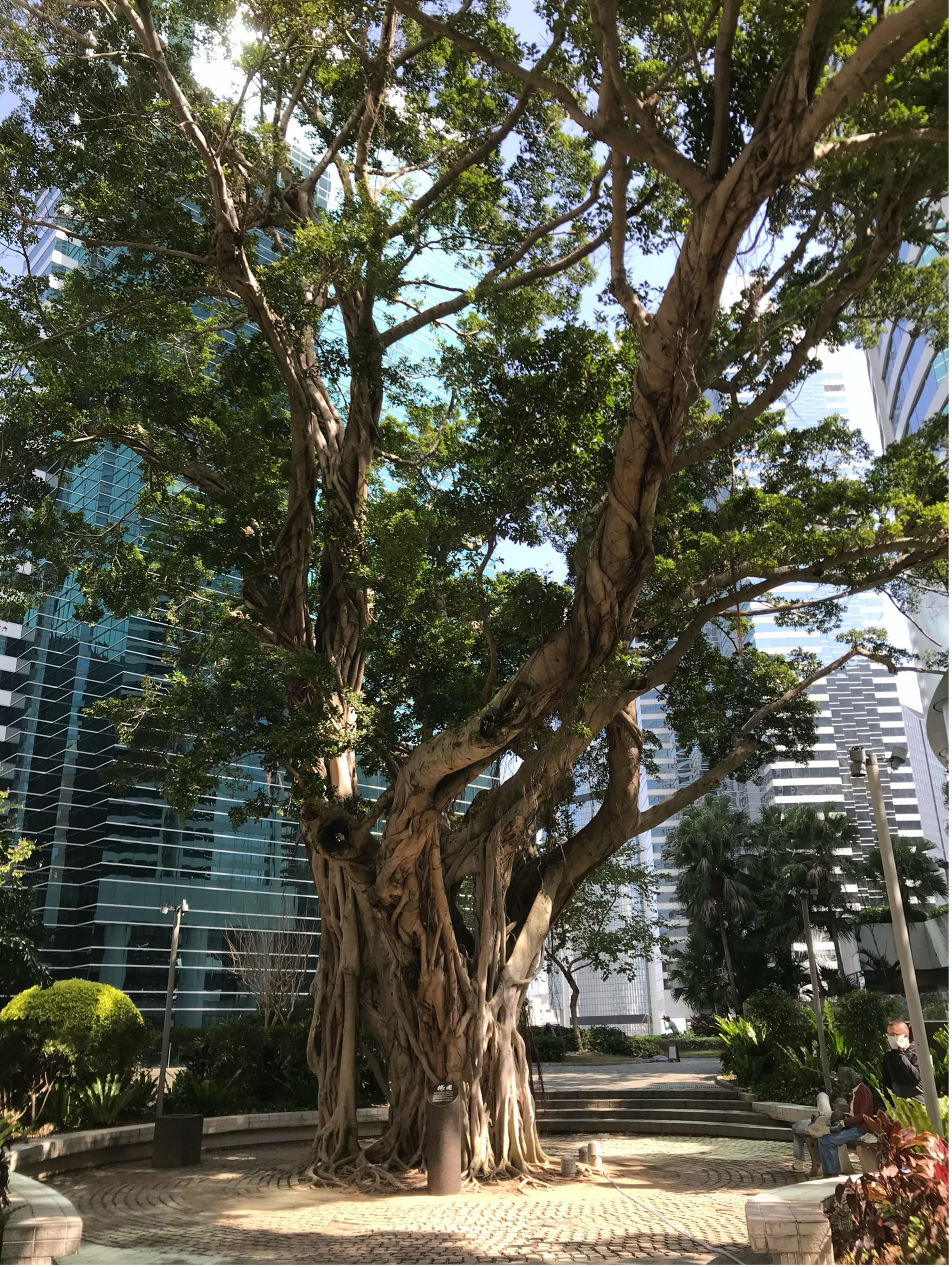 An old banyan tree with a gnarled trunk. Skyscrapers behind it.