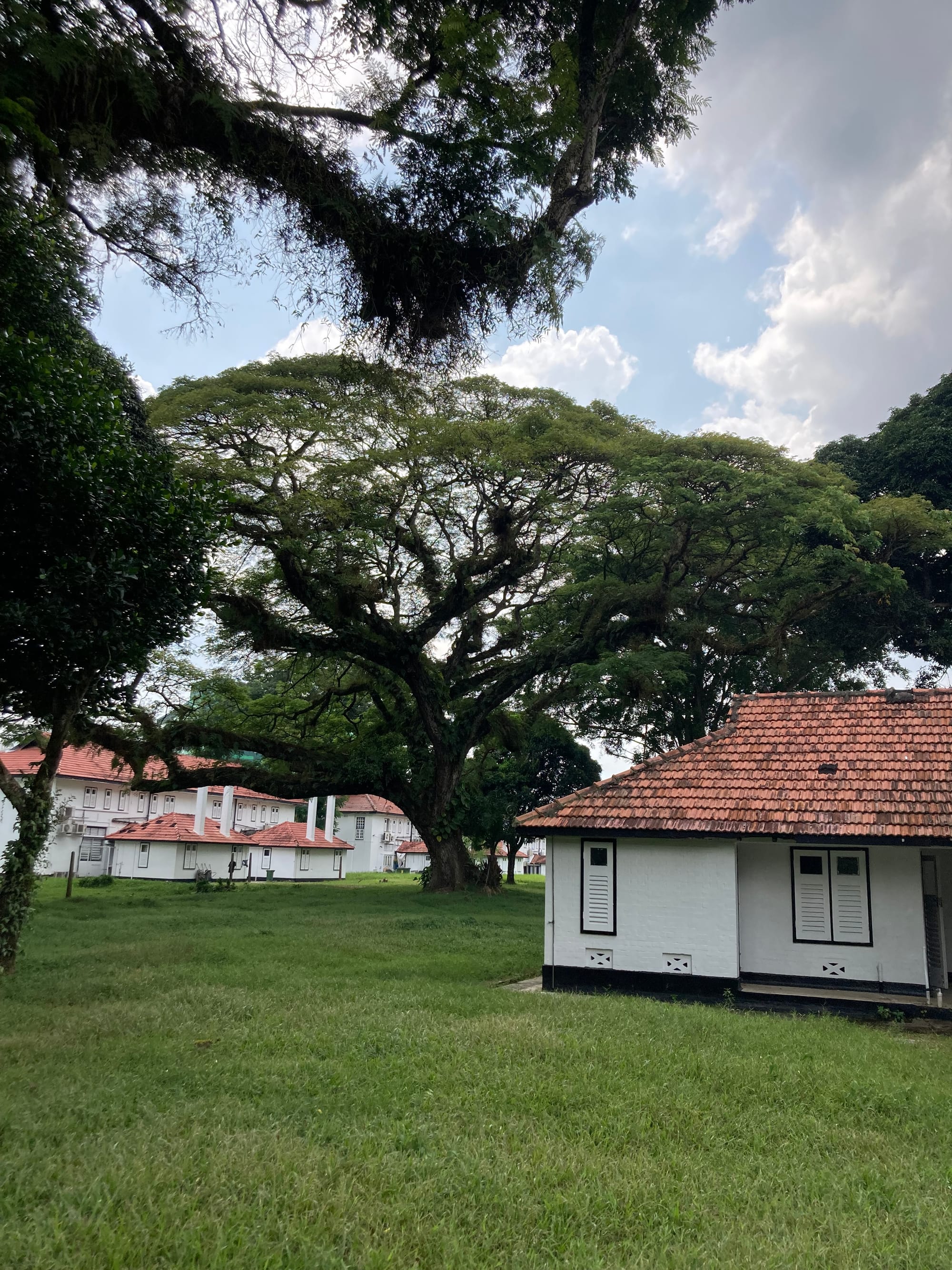 An old and very large Rain tree with a wide crown stands in some open space between colonial two-storey houses.