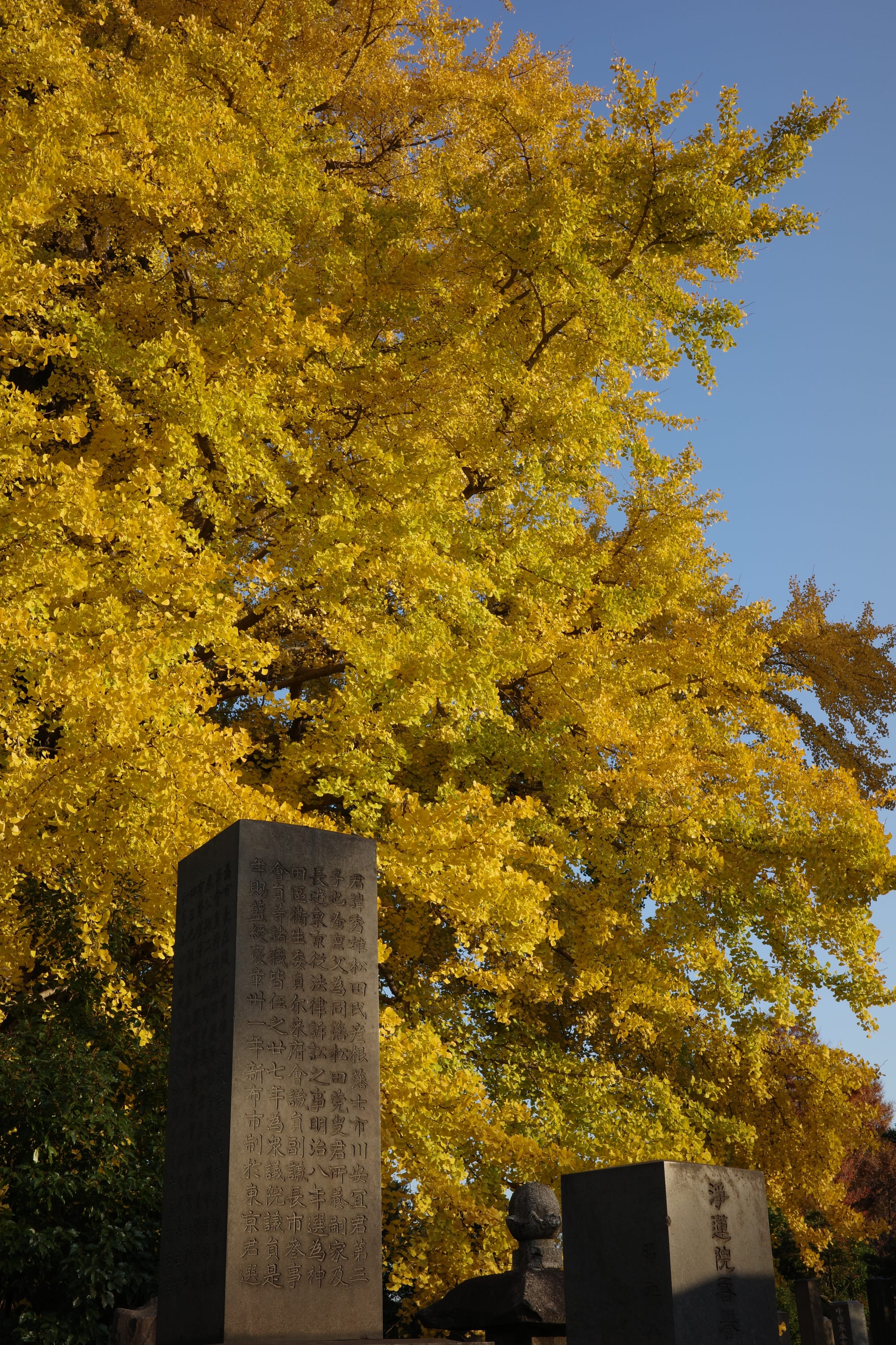 Behind a tombstone carved with Japanese script stands a brilliant yellow mass of ginkgo leaves