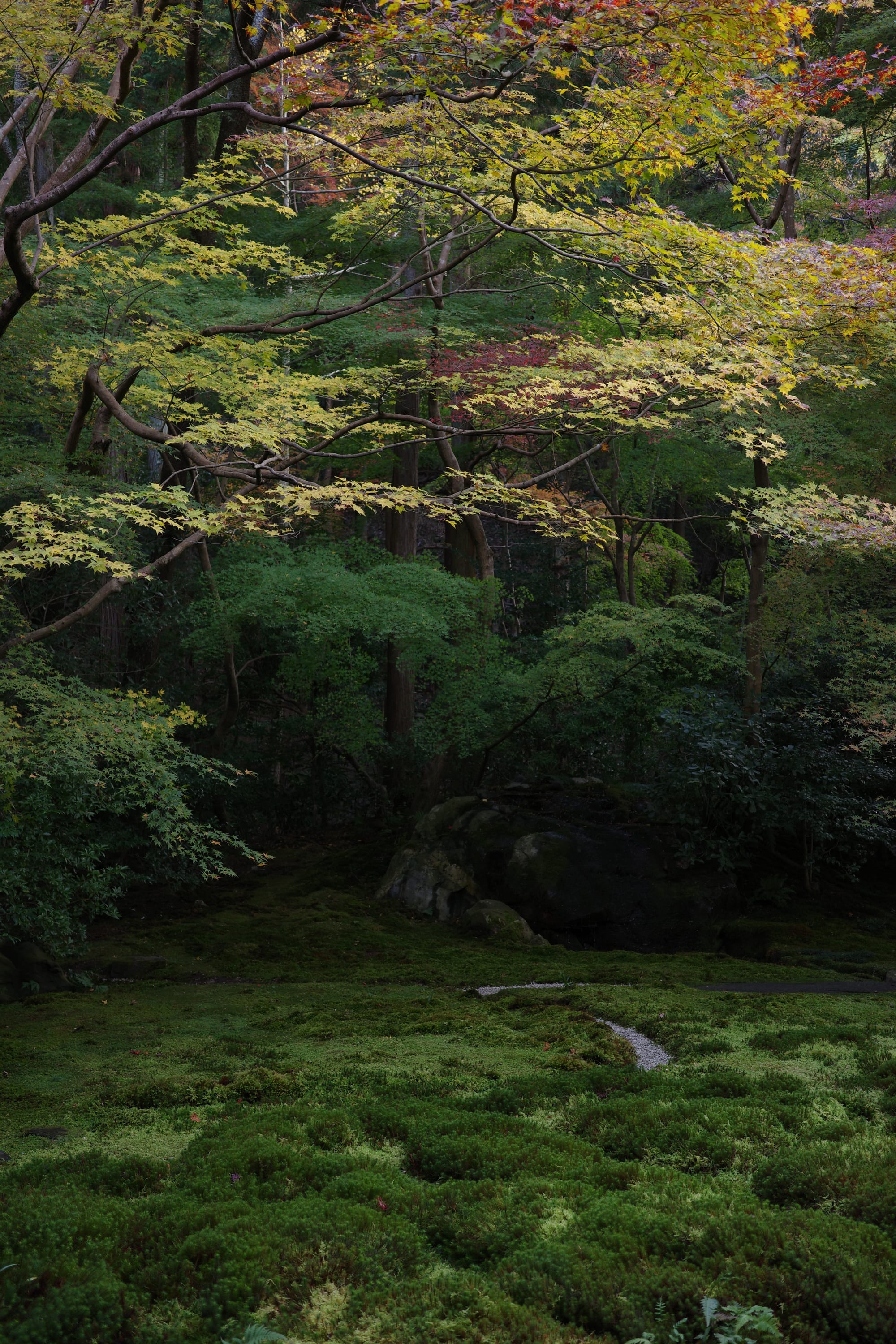 Yellow, maroon, and green foliage over a deep green moss garden
