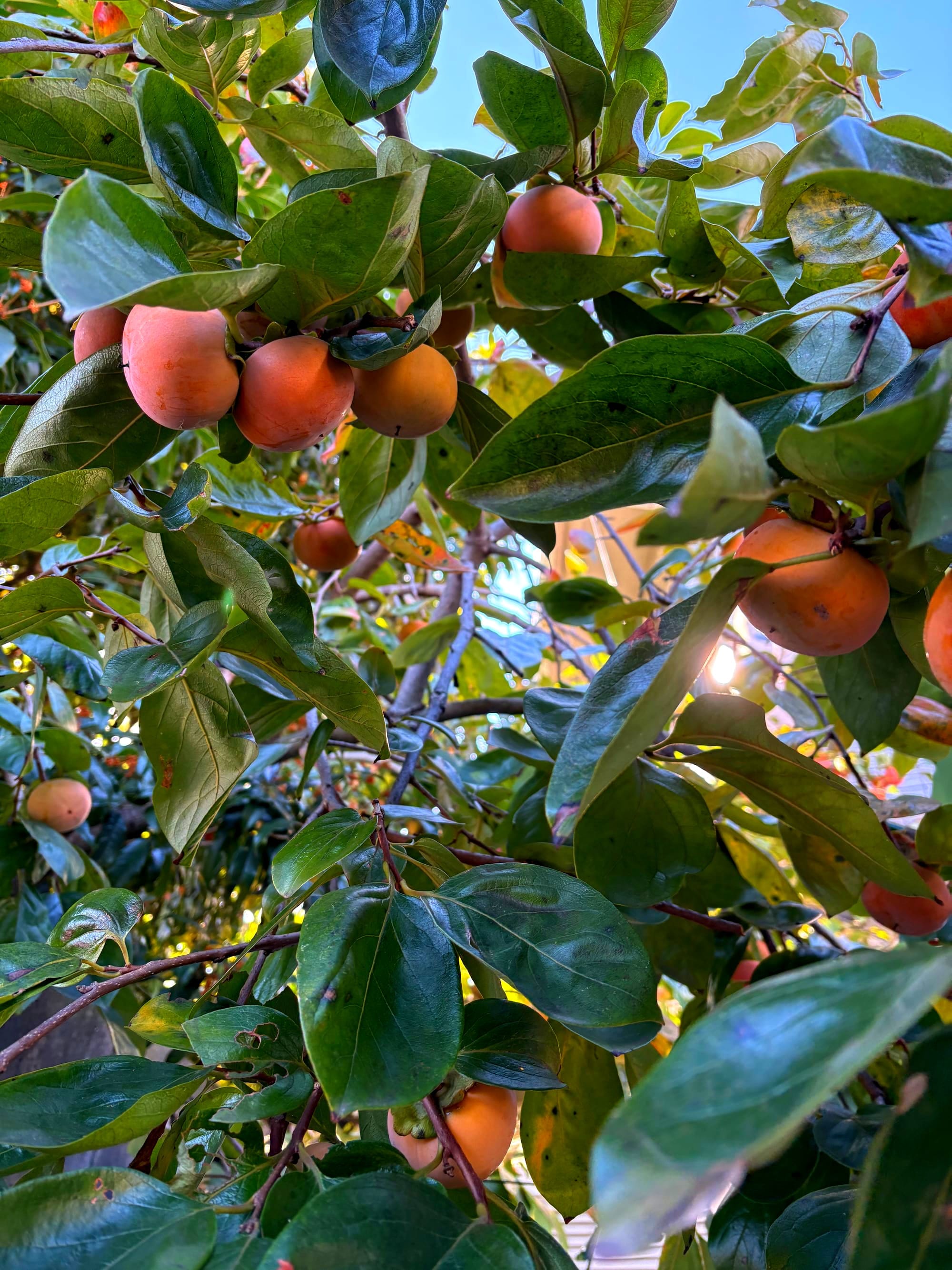 Large bunches of persimmons in a tree
