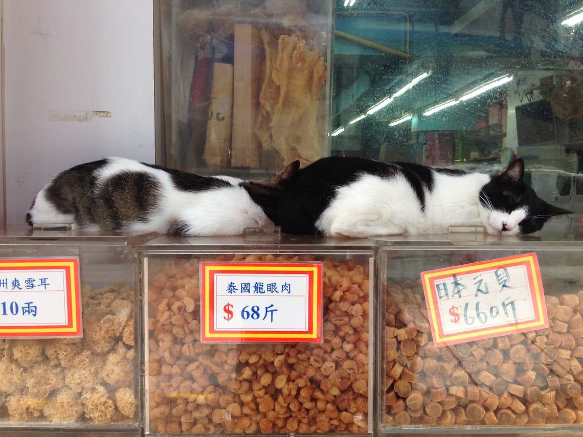 Hong Kong Shop Cats