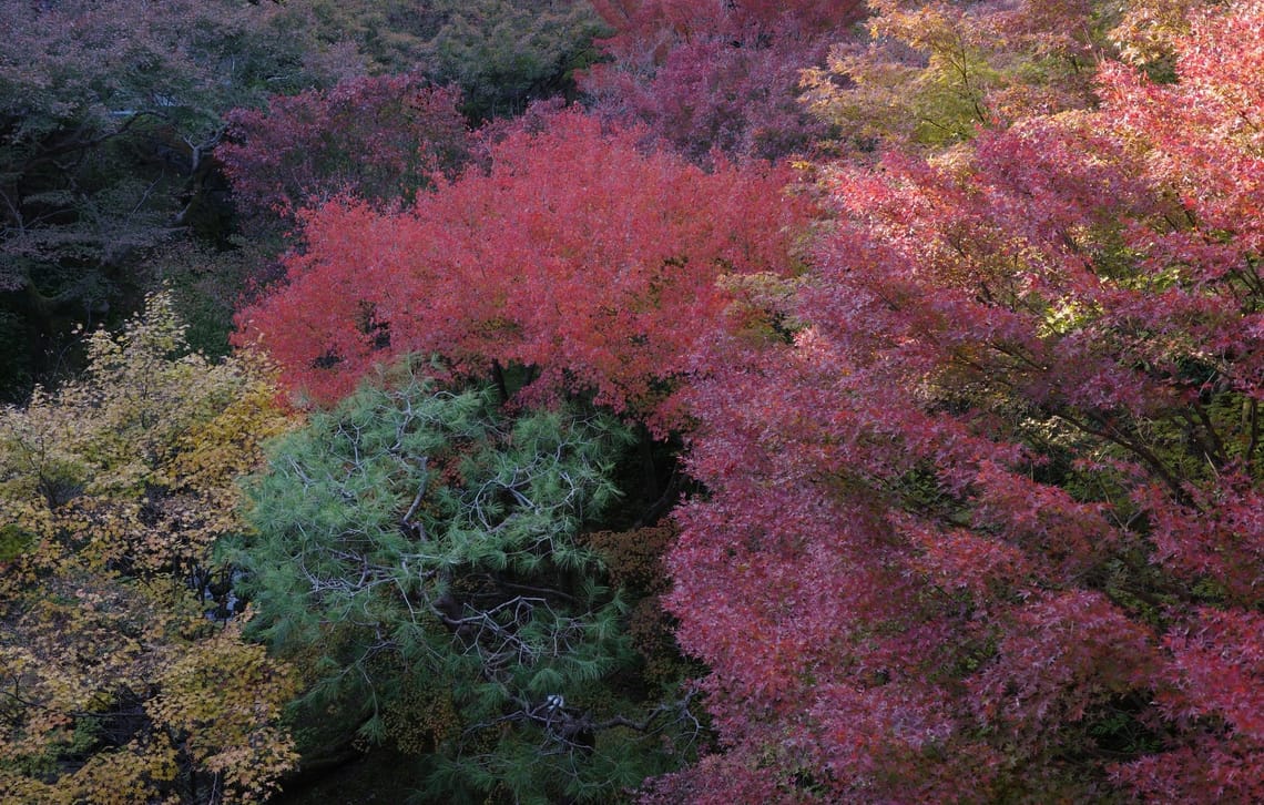 Patches of yellow, green, orange, and maroon autumn leaves nestled together to form a kaleidoscope of colours. 