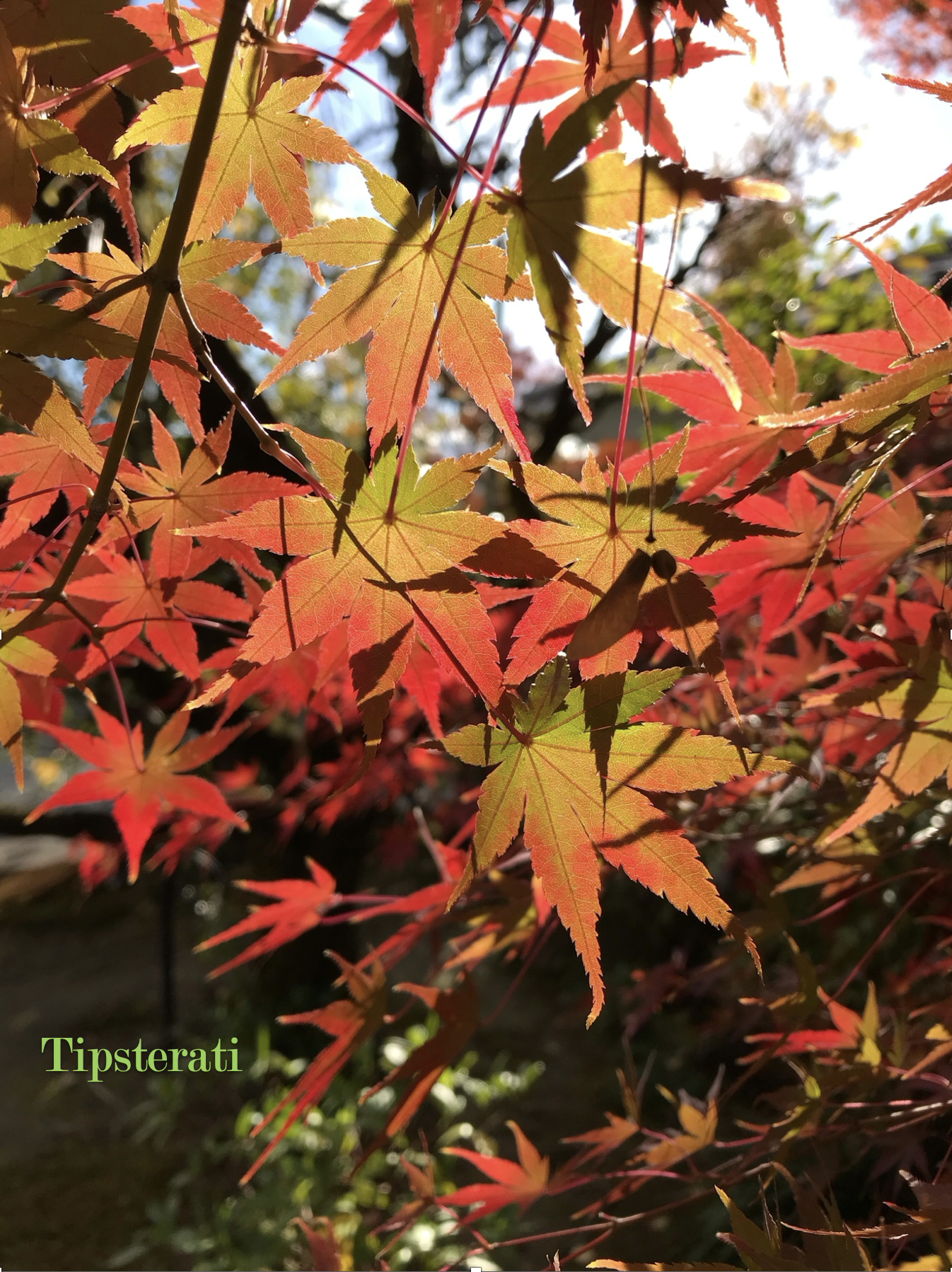 Close-up shot of Japanese maple leaves in the process of turning from green to orange to red.